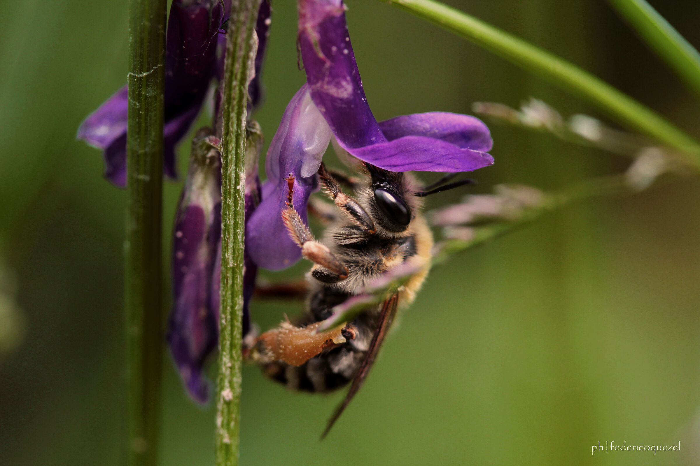 Apis mellifera / Vicia