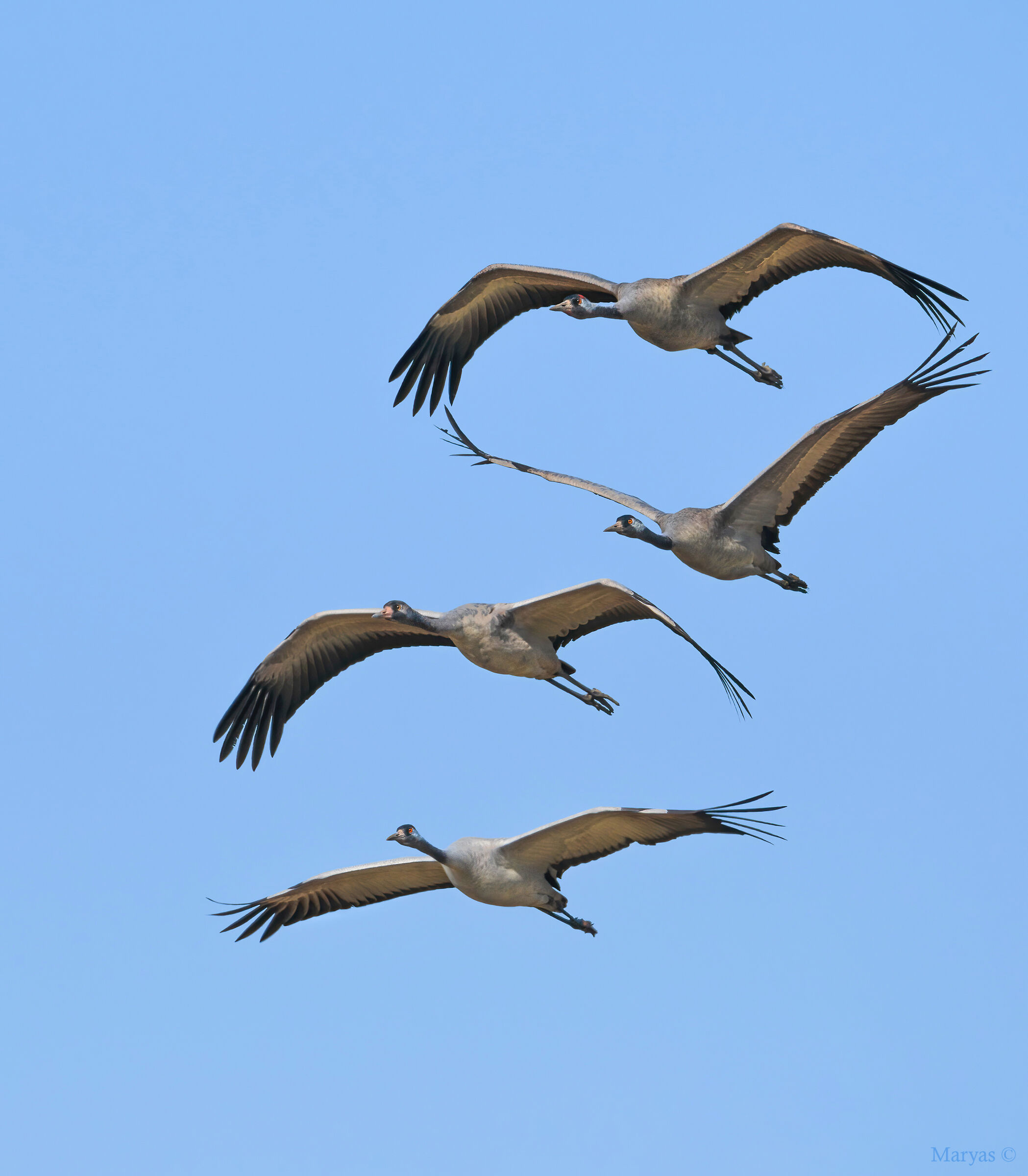 Ash cranes