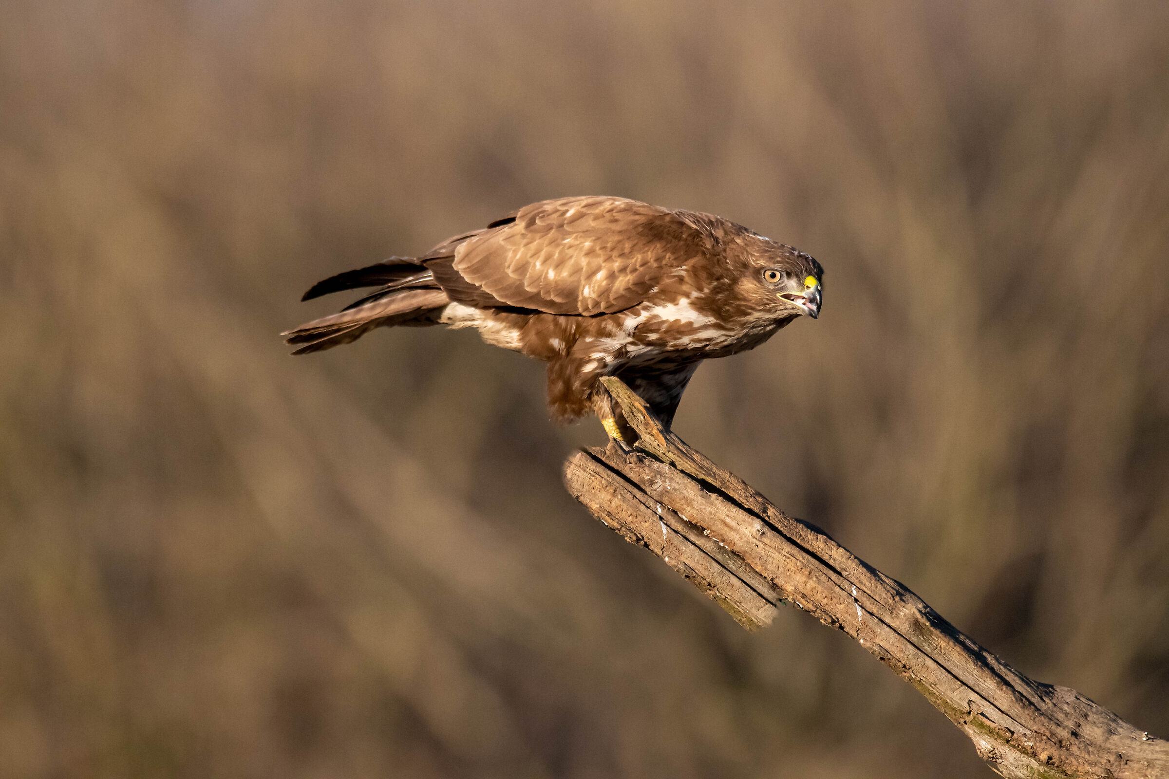 Poiana (Buteo)