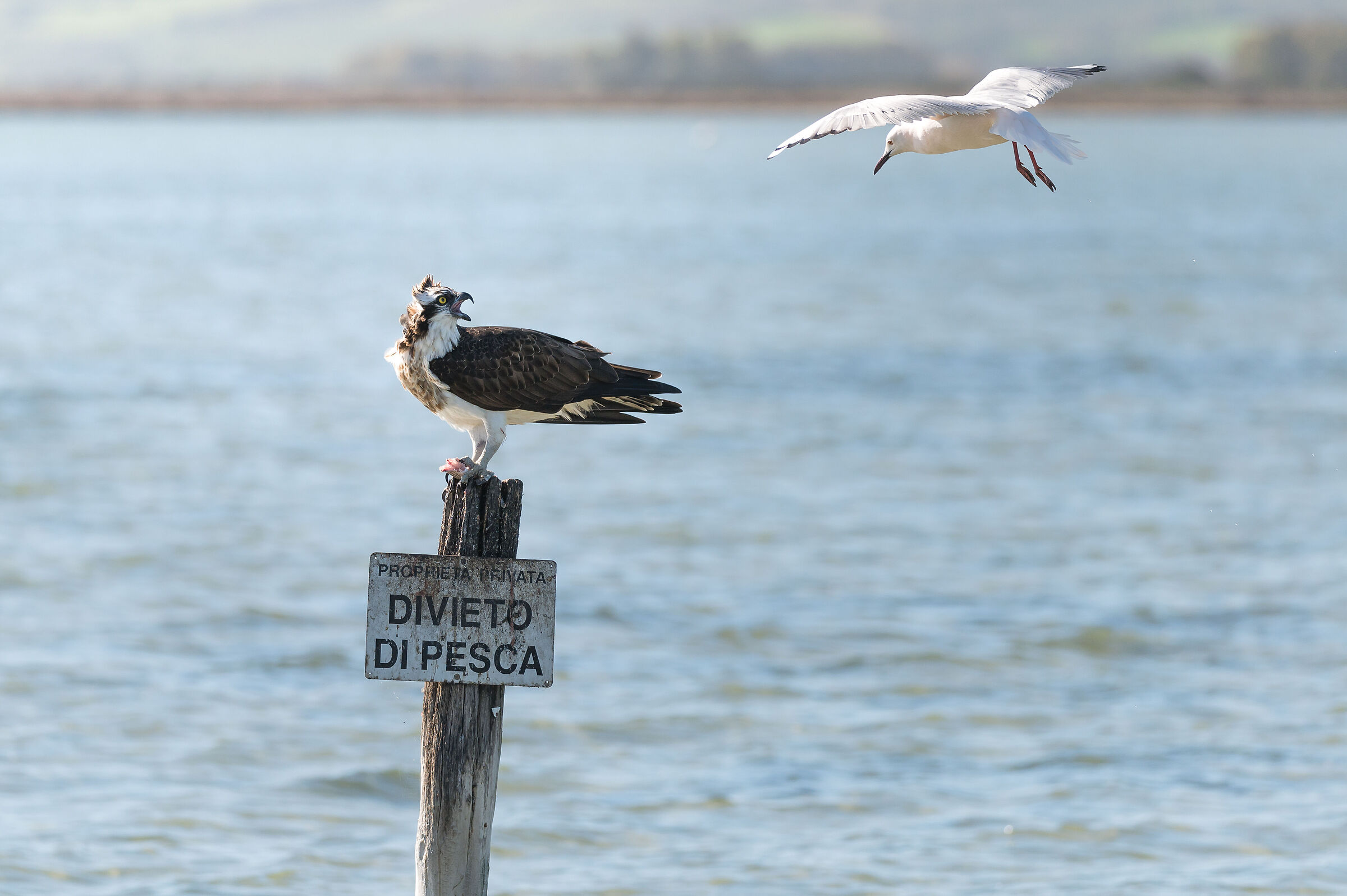 Falco Pescatore e Gabbiano