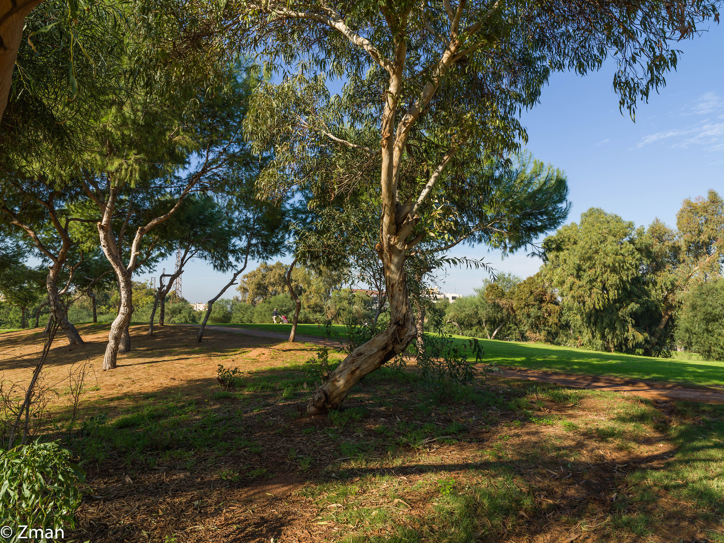 Alberi nel campo da golf libanese