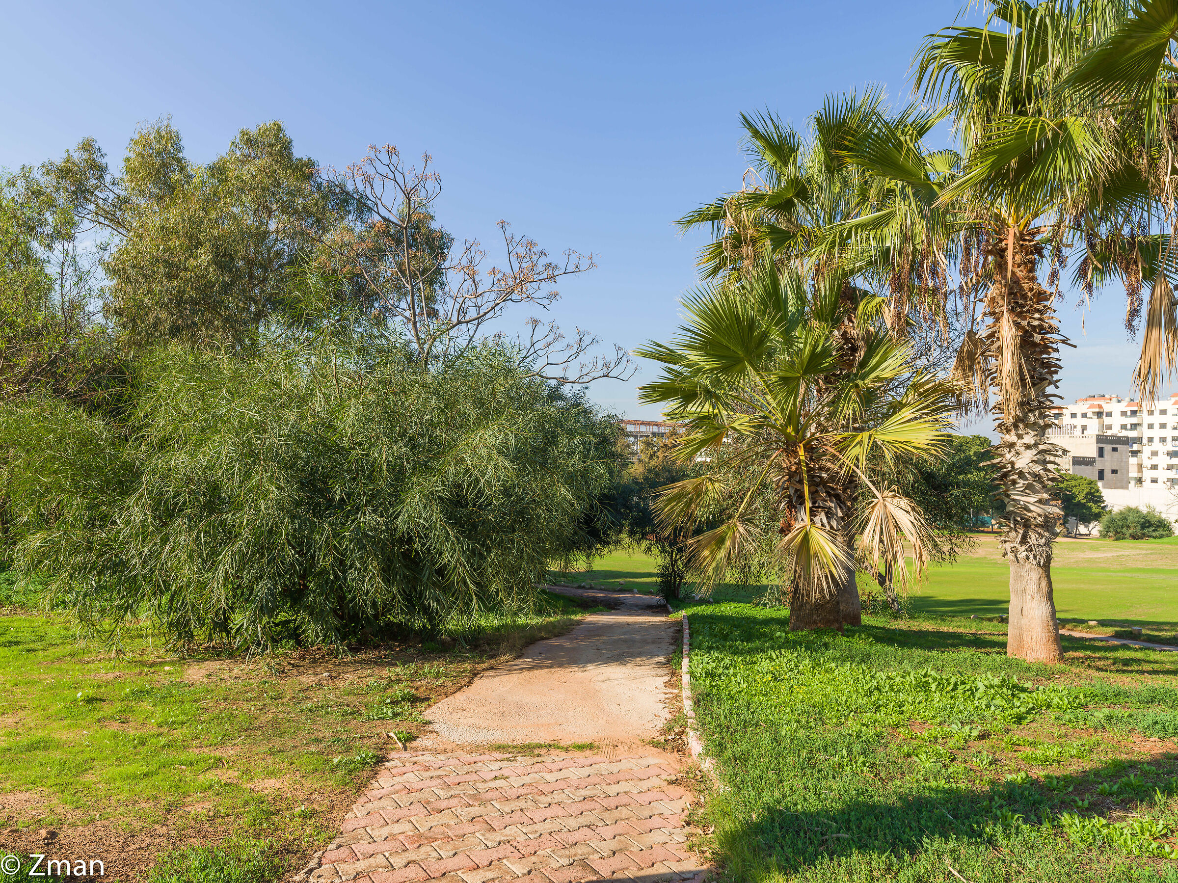 Alberi nel campo da golf libanese