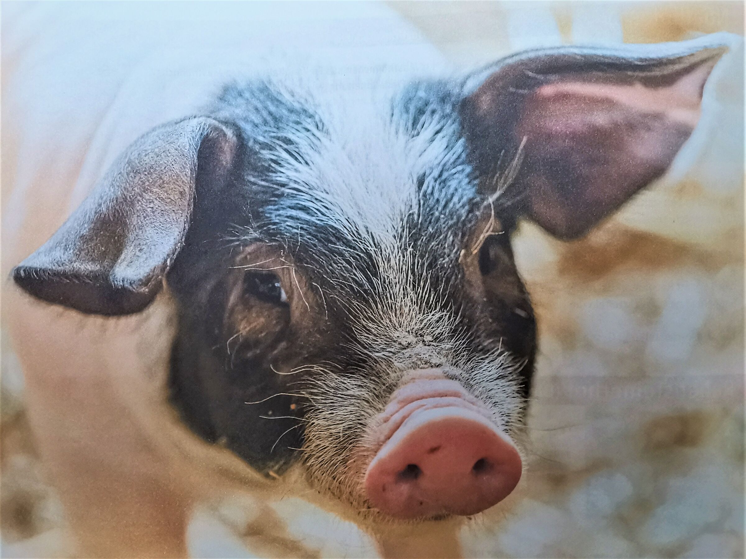 Io mi chiamo Speck.....hii....hii.....