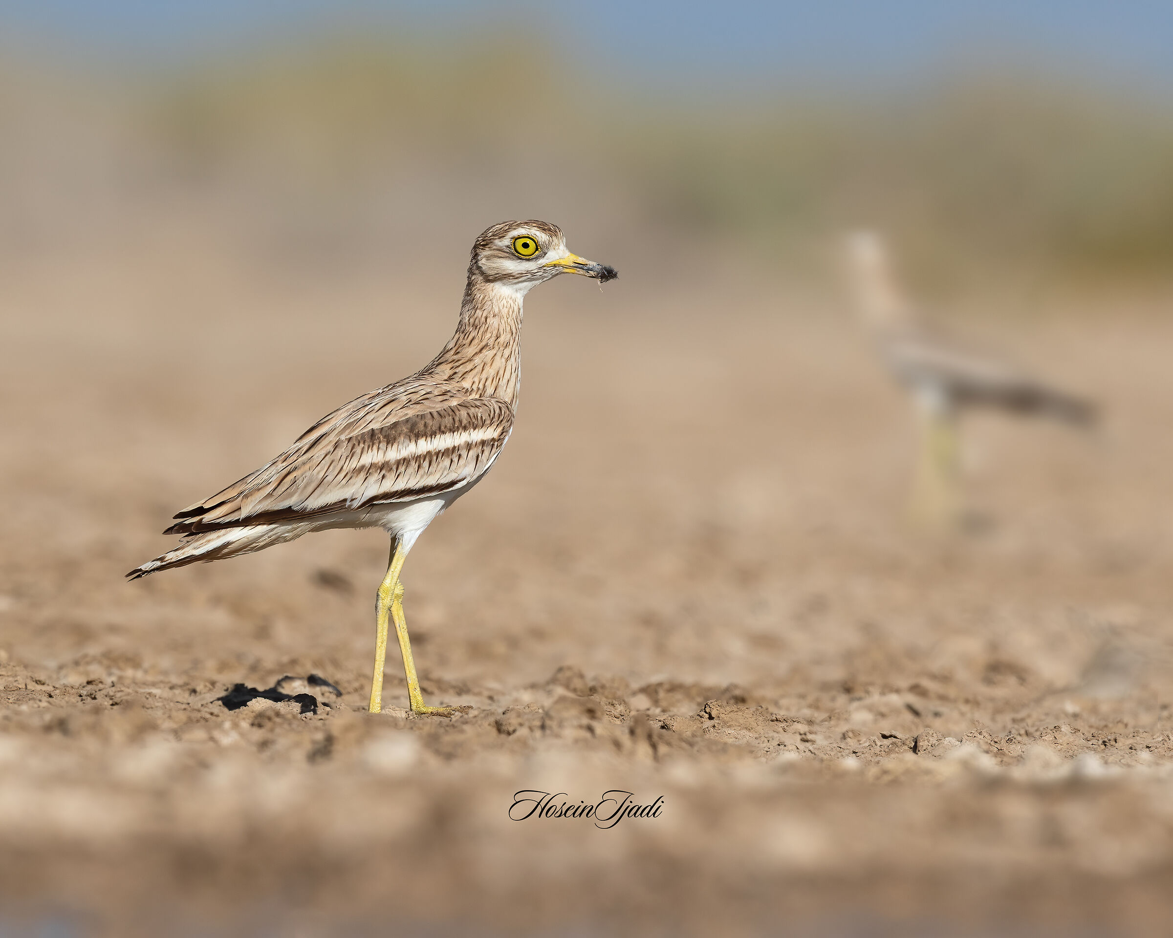 Eurasian stone curlew