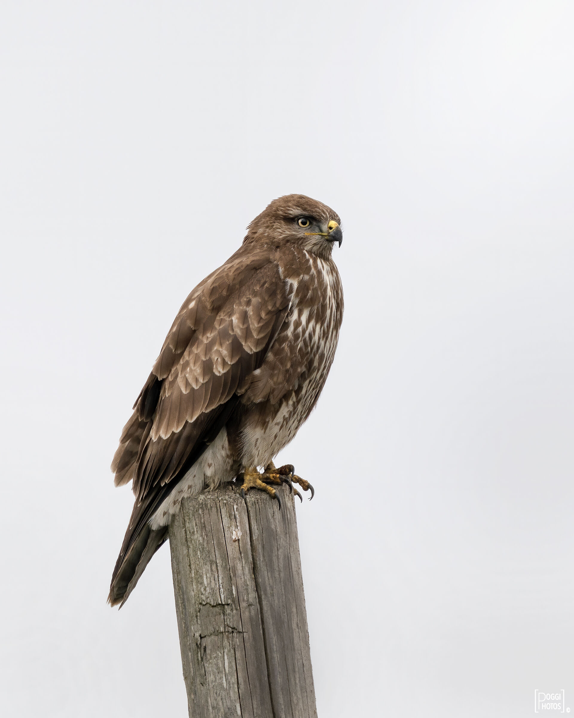 Buzzard