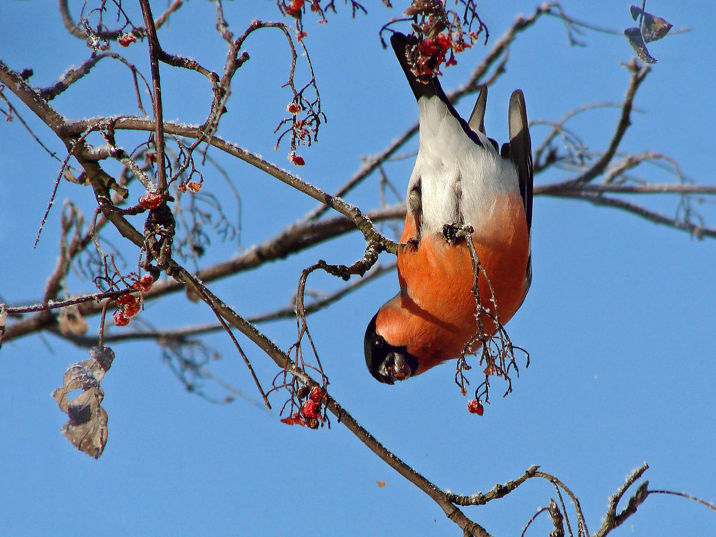 Bullfinch - acrobat