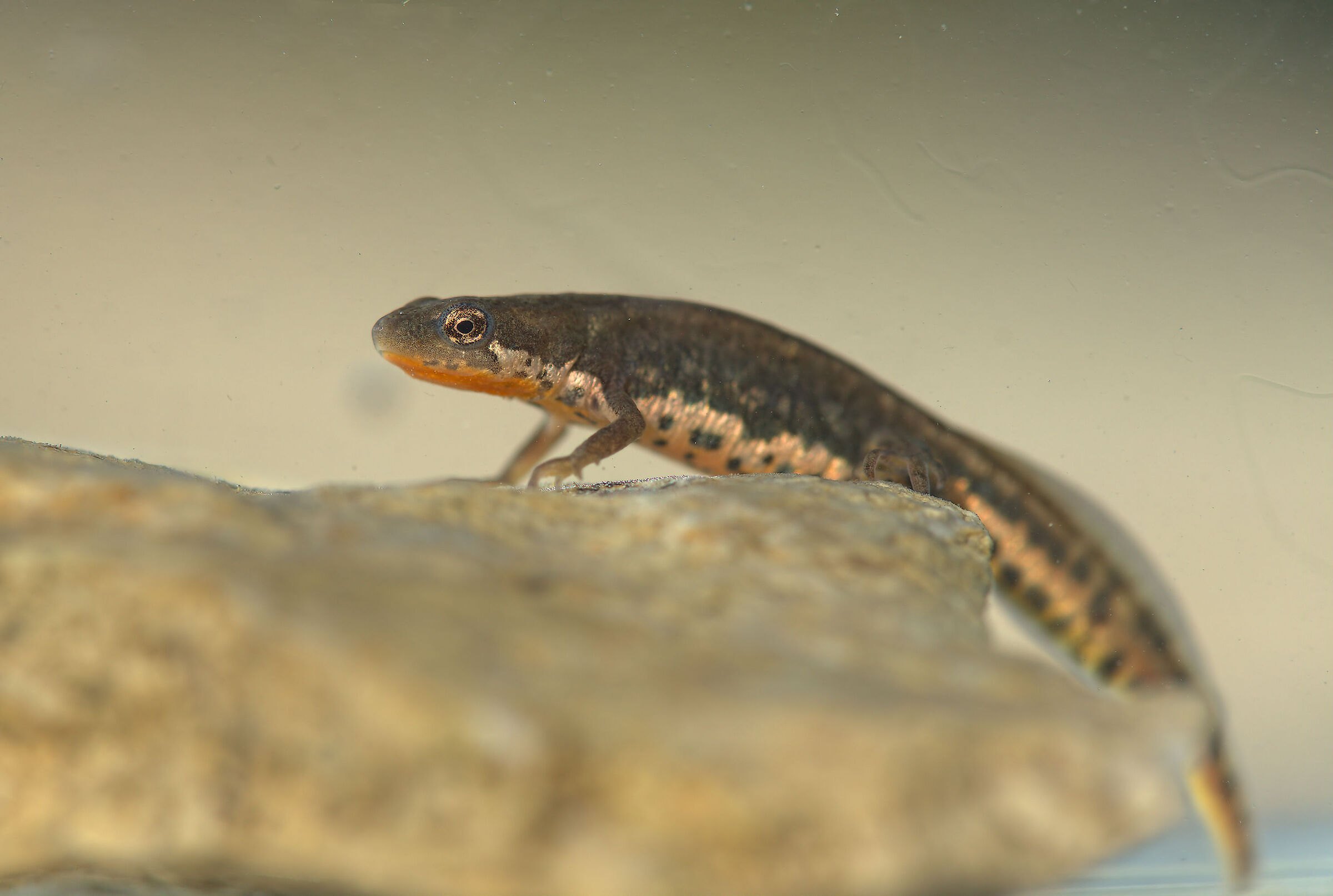 Tritone italiano maschio