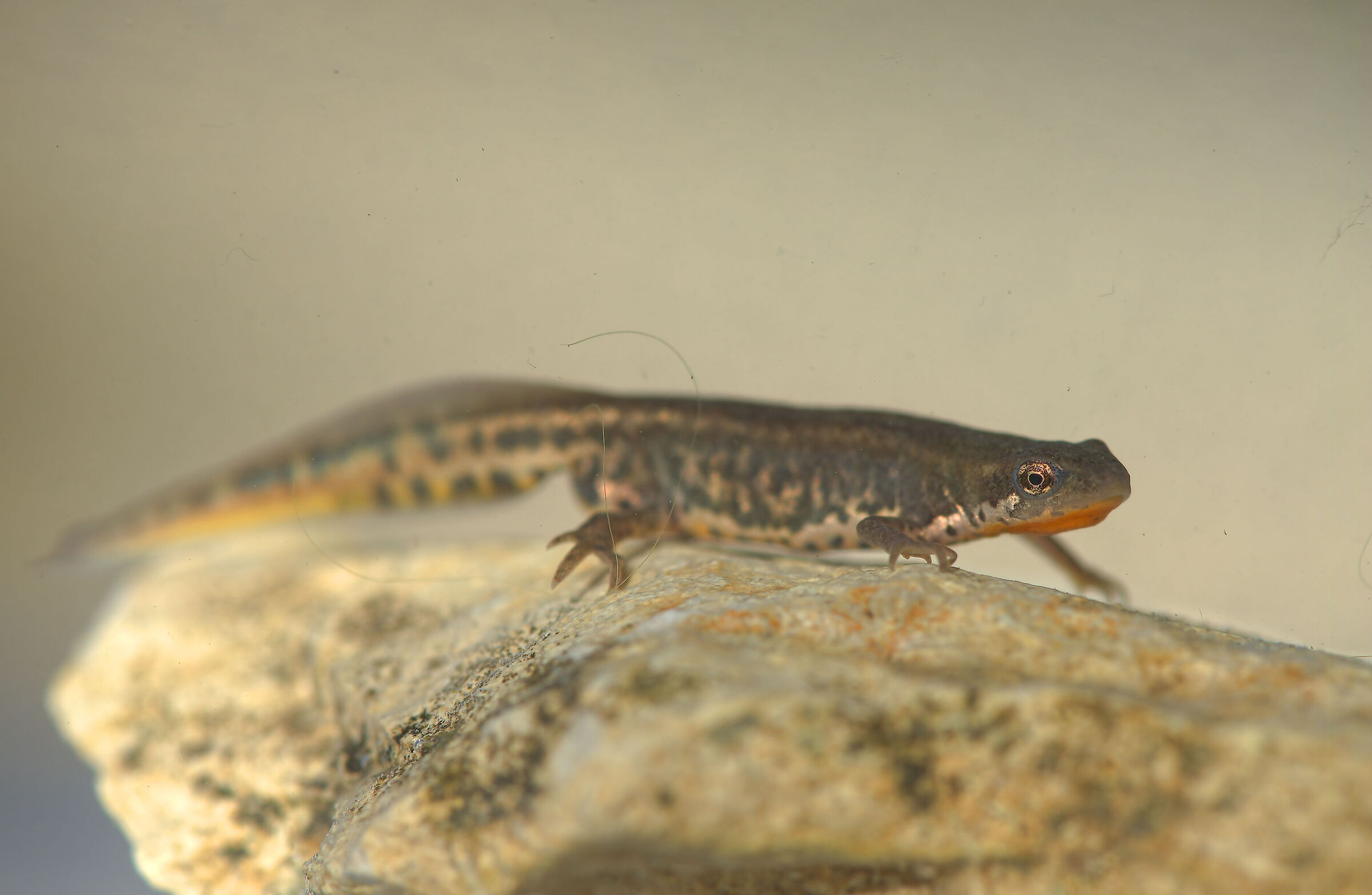 Tritone italiano maschio