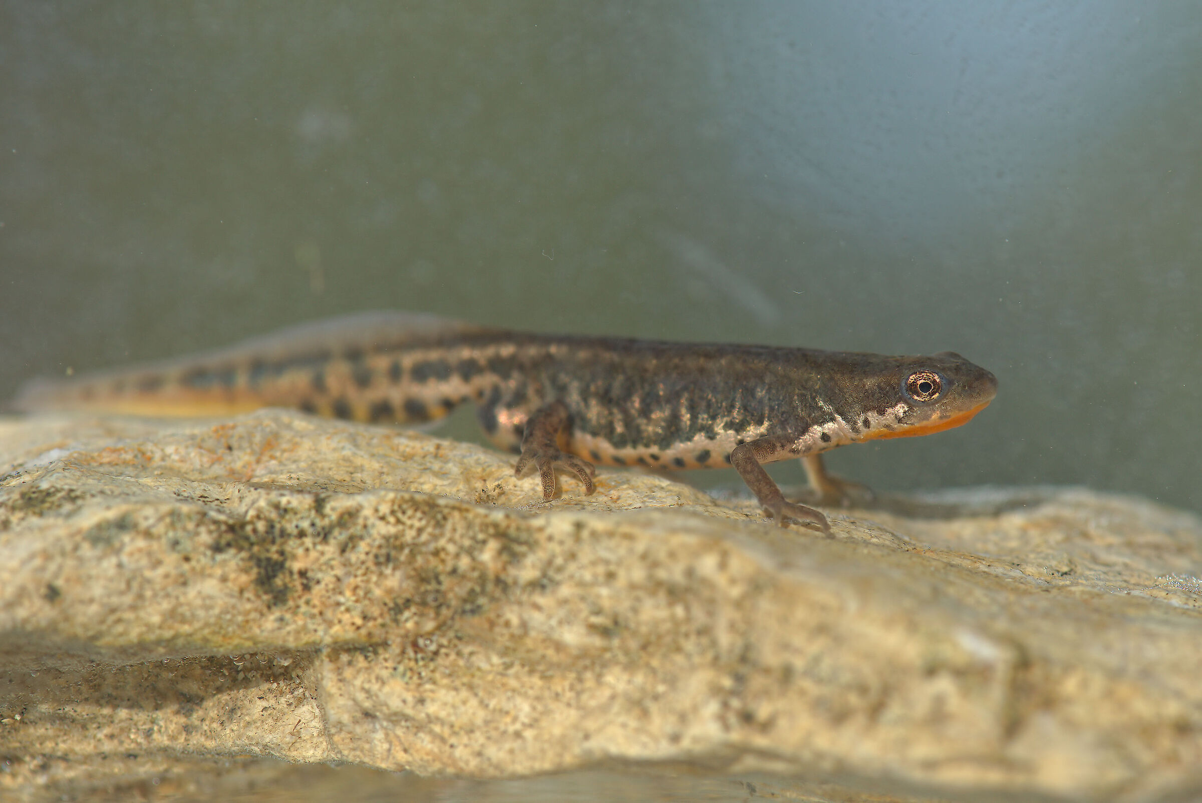 Tritone italiano maschio