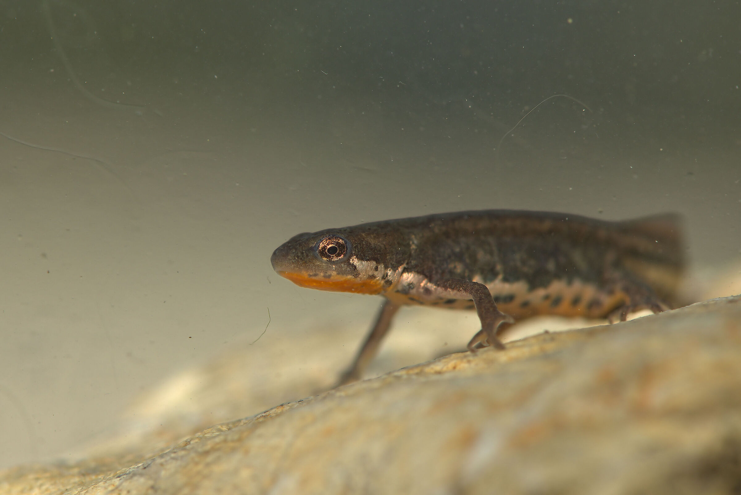 Tritone italiano maschio