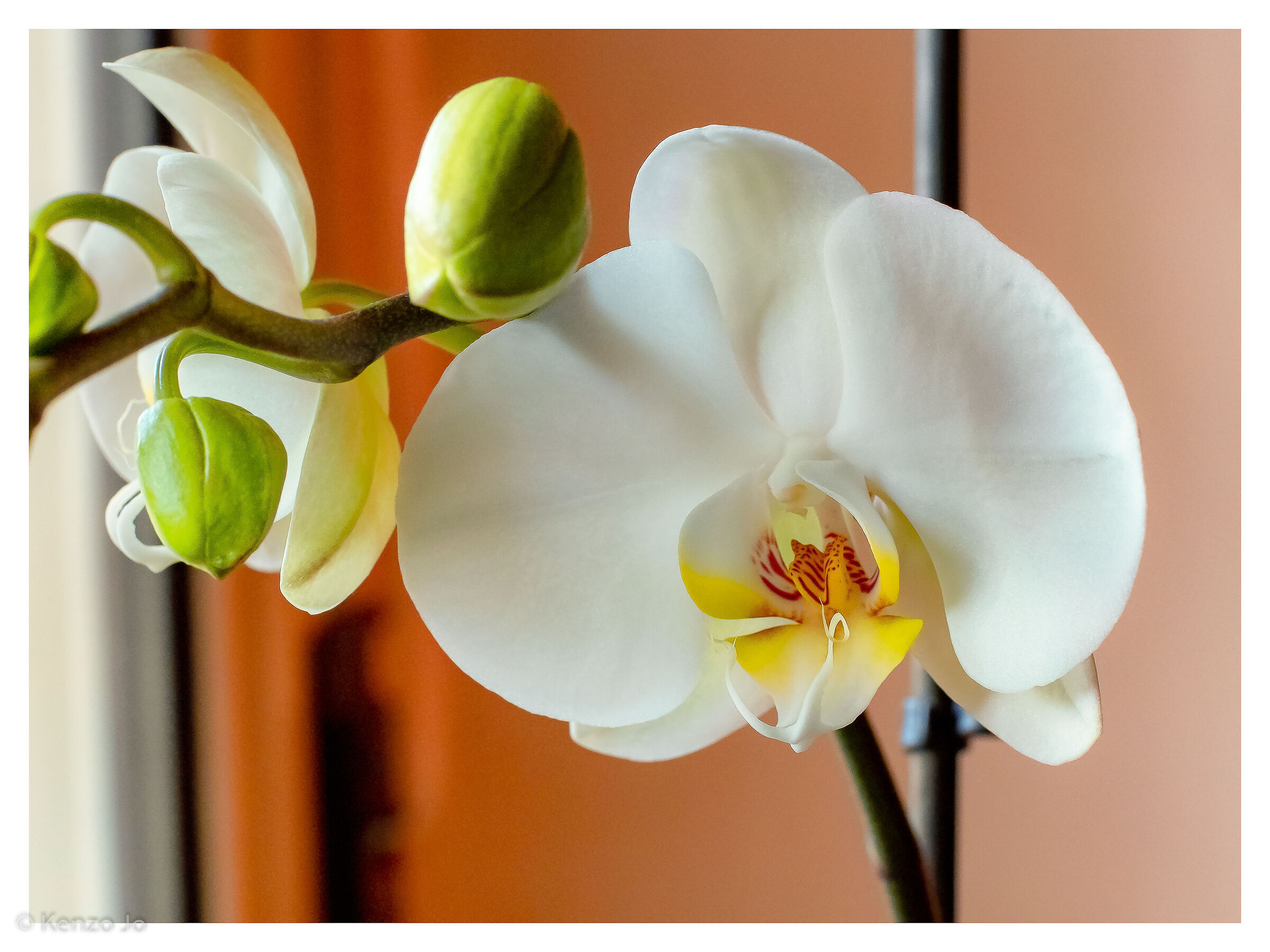 Orchid N.1