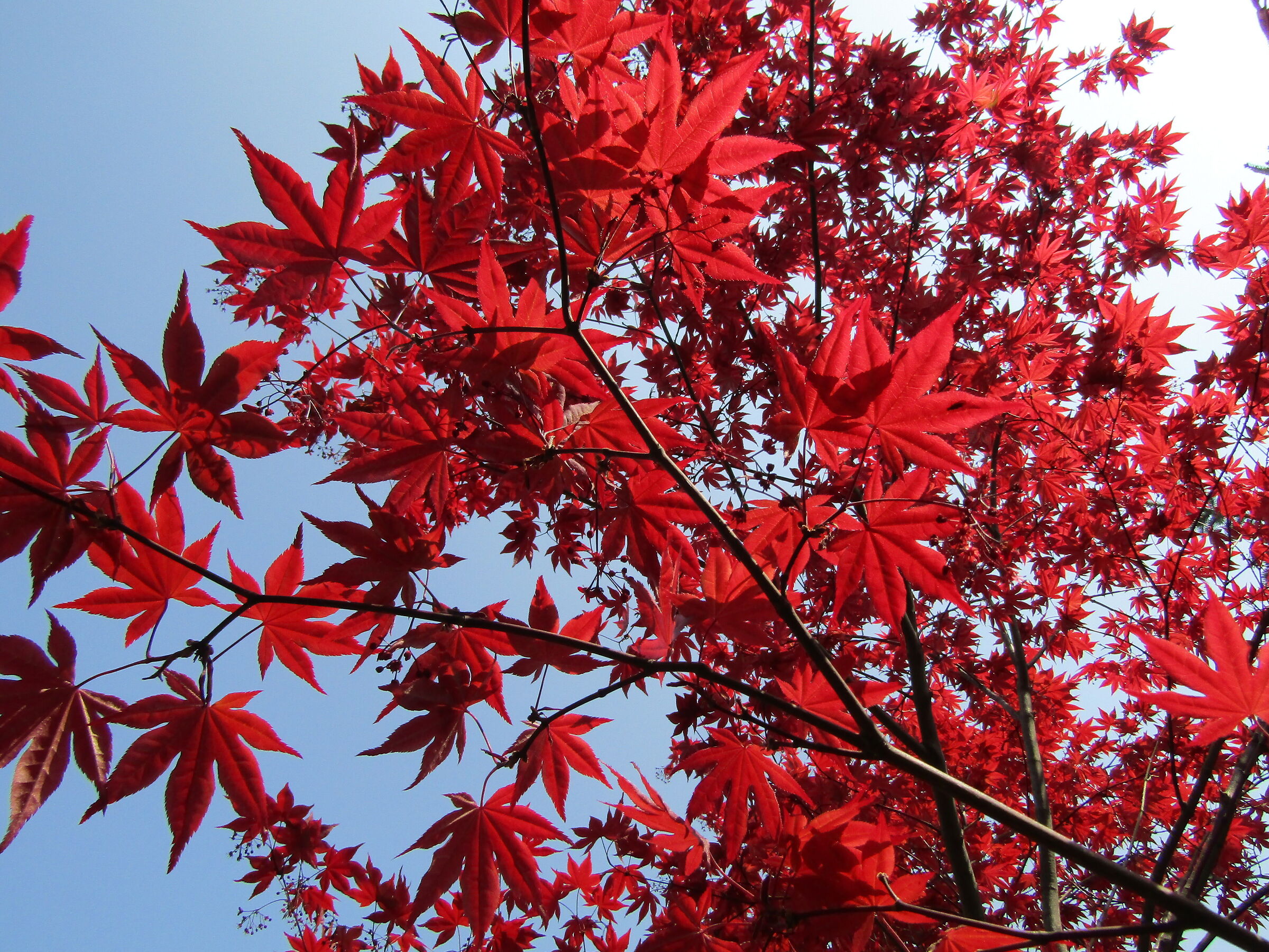 red tree
