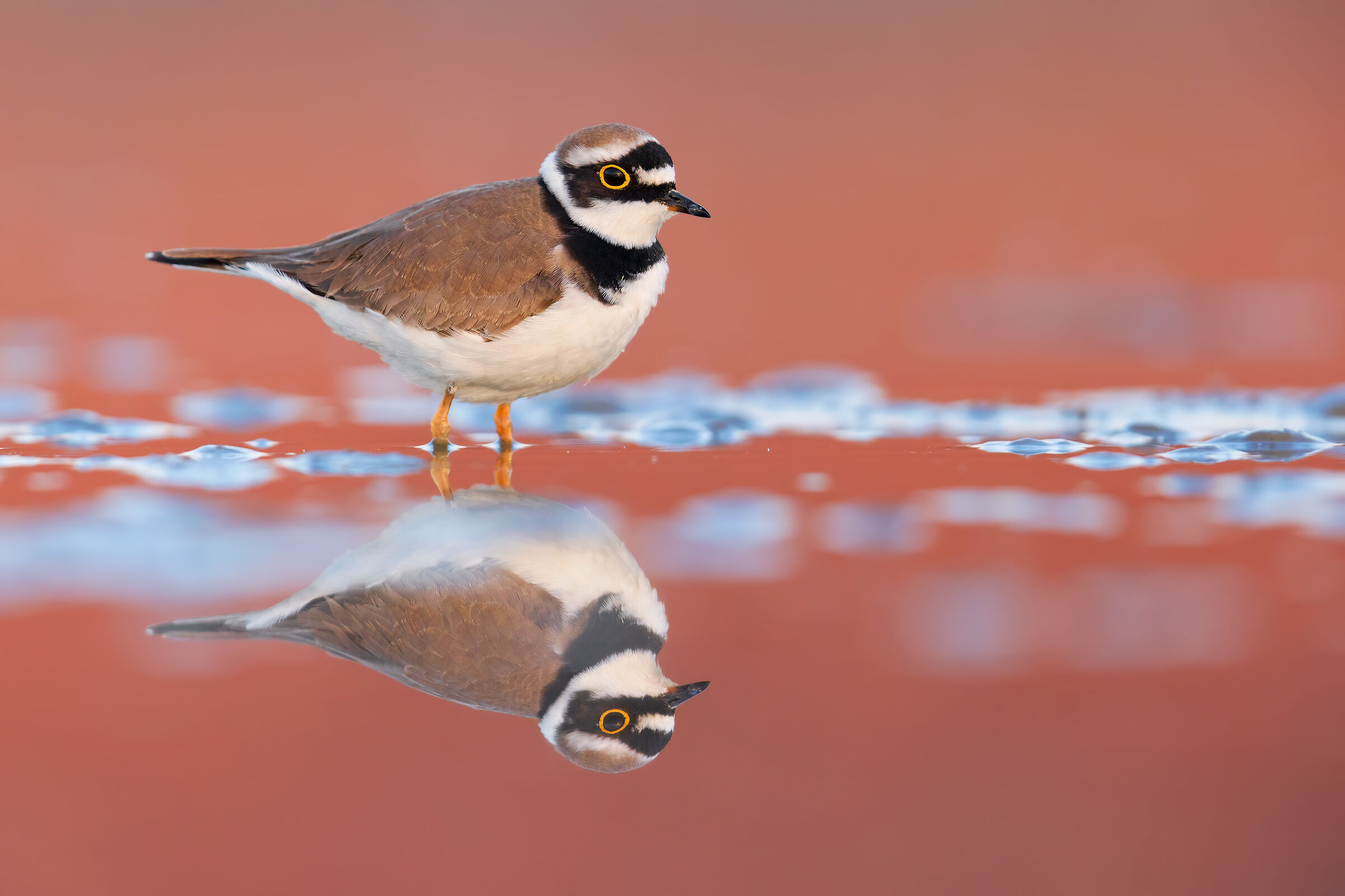 Little ringed plover
