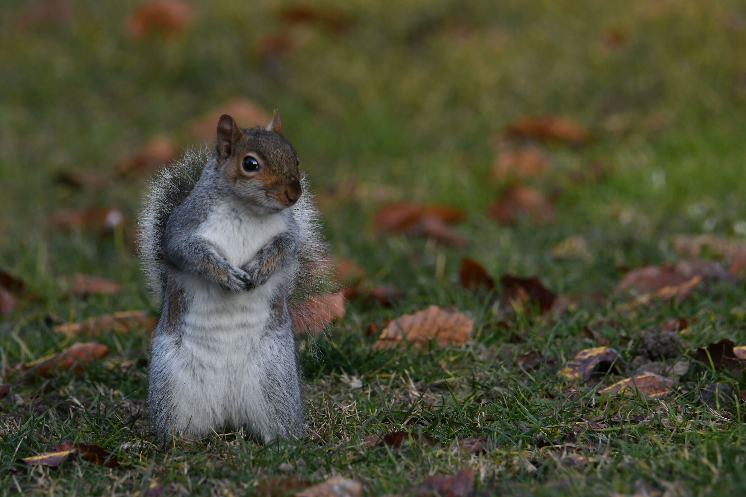 scoiattolo in attesa