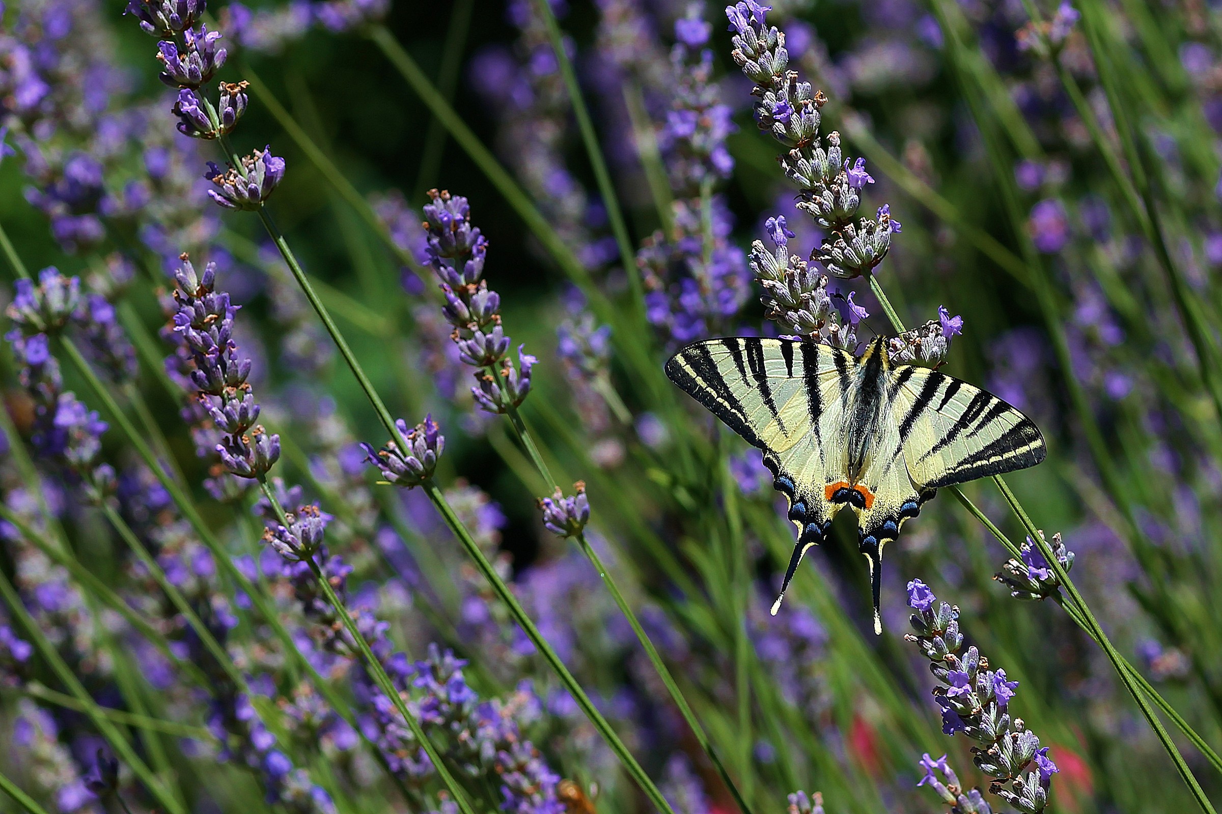 podalirio tra la lavanda