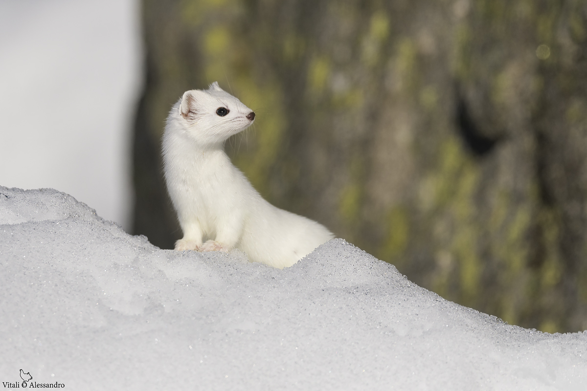 Ermine