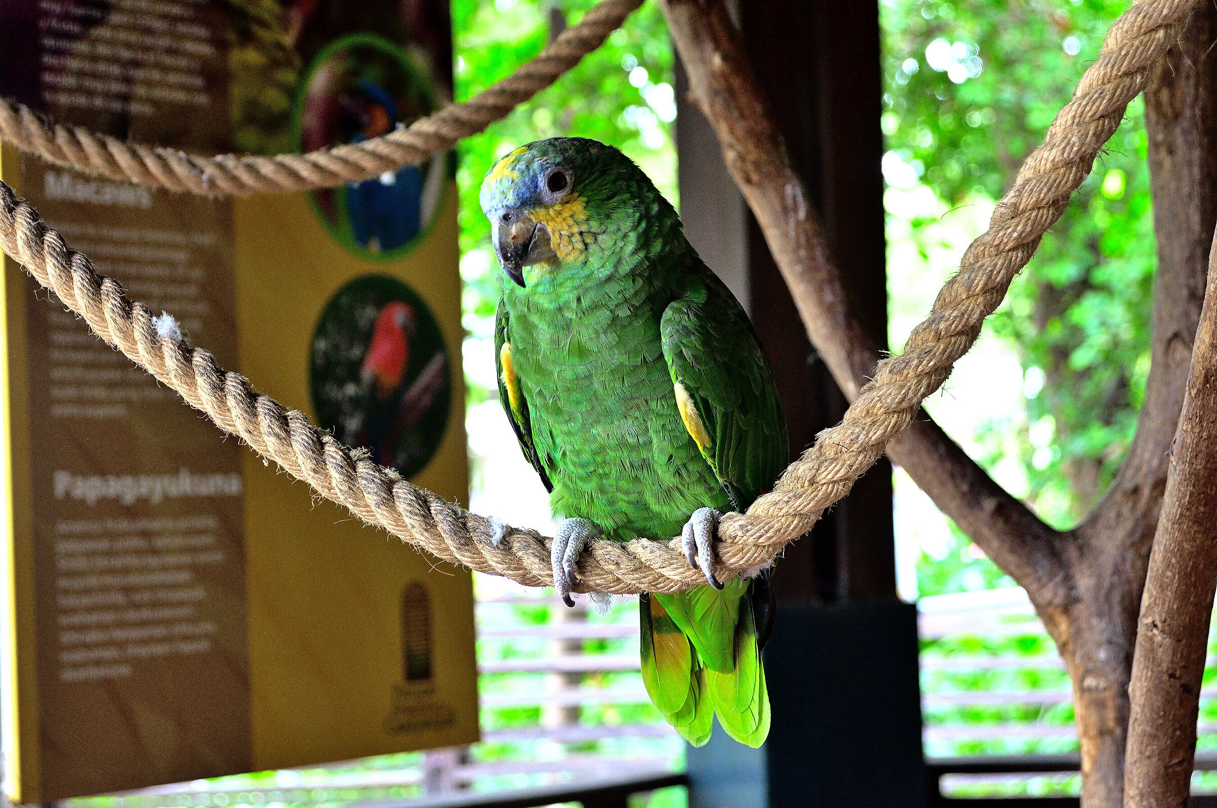 Amazone Parrot