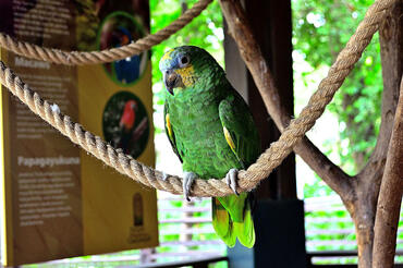Amazona amazonica