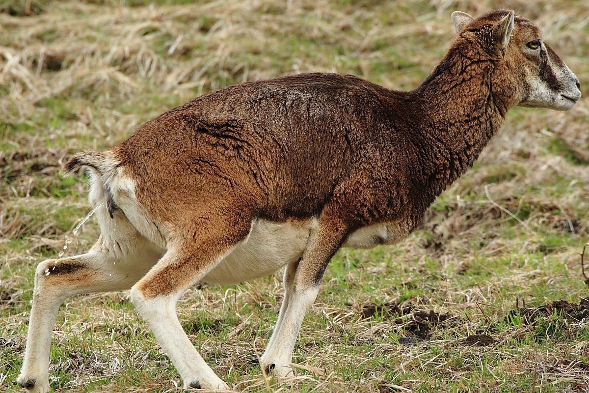 female mouflon