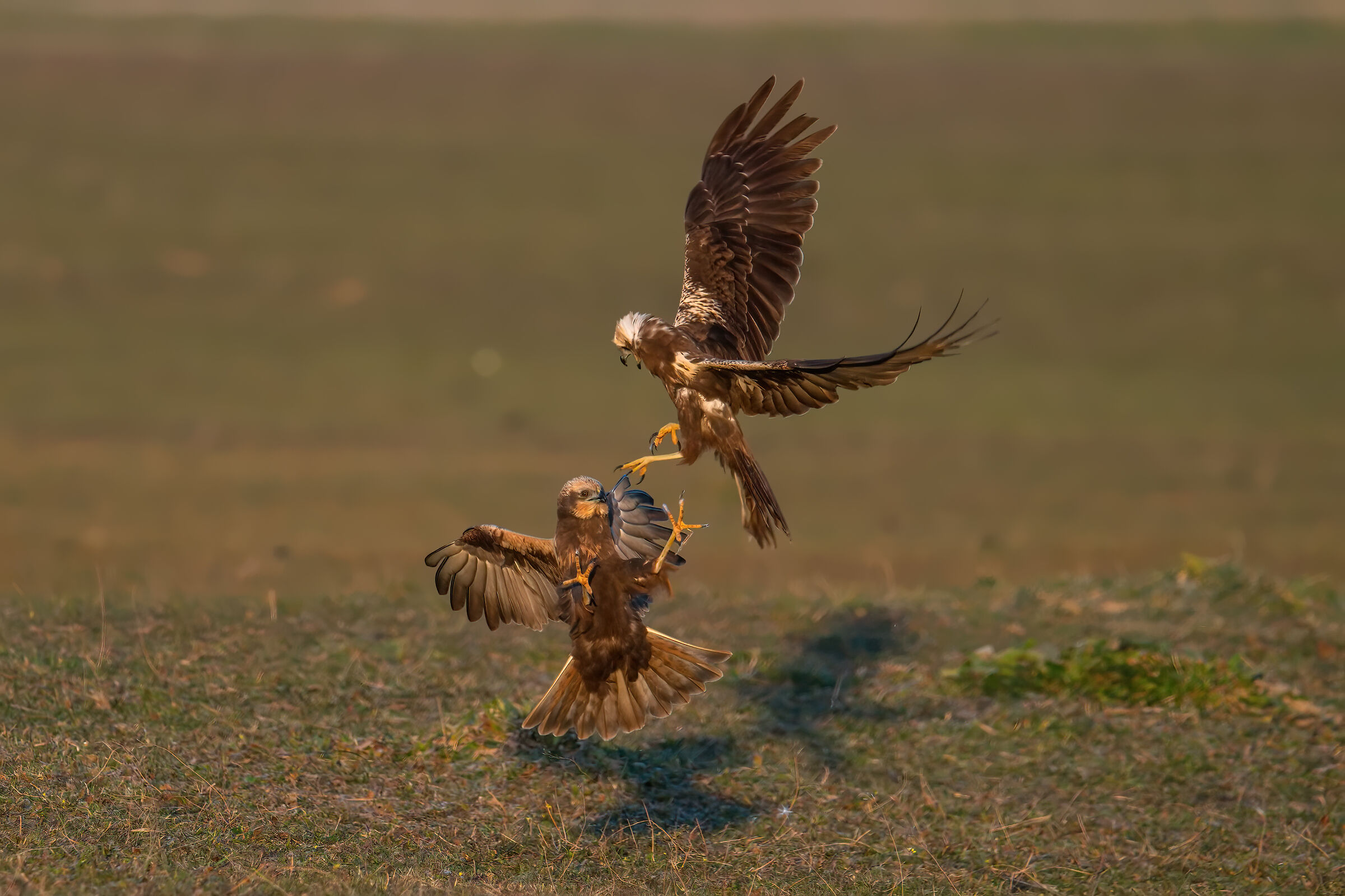 Litigi di falco di palude
