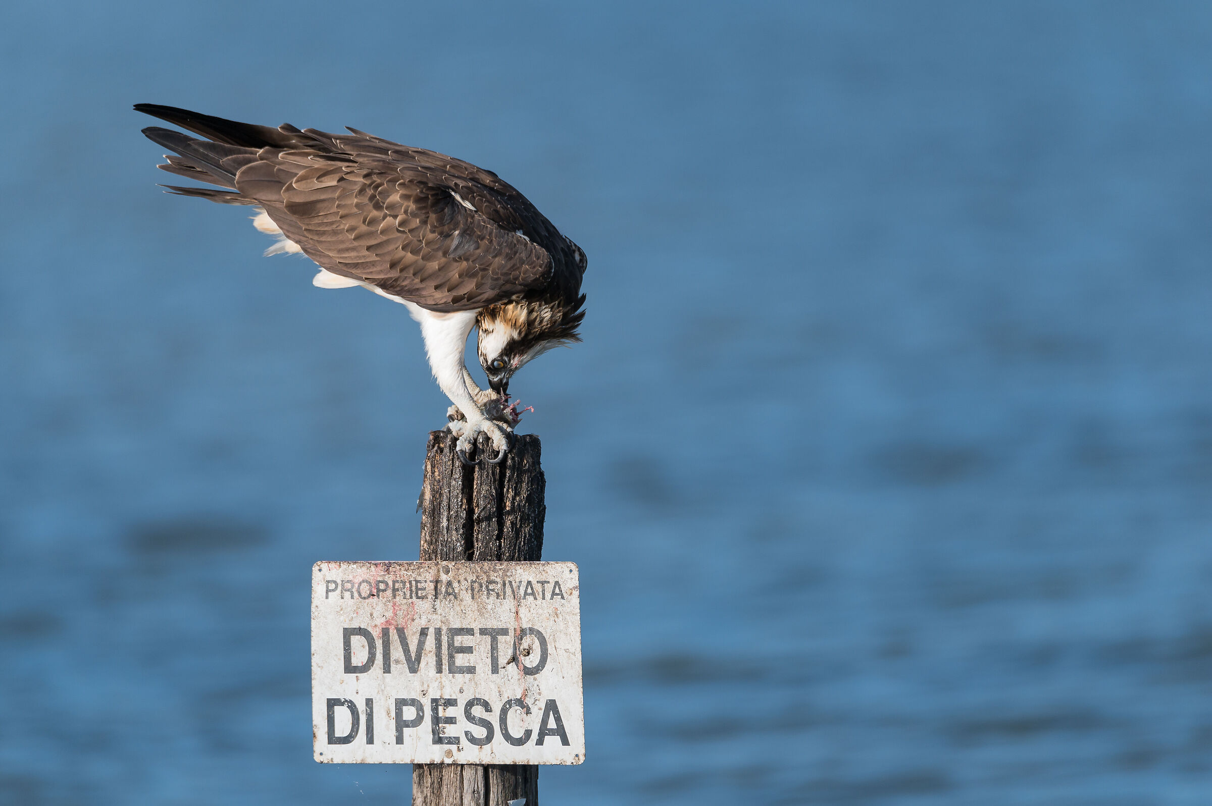 Falco Pescatore