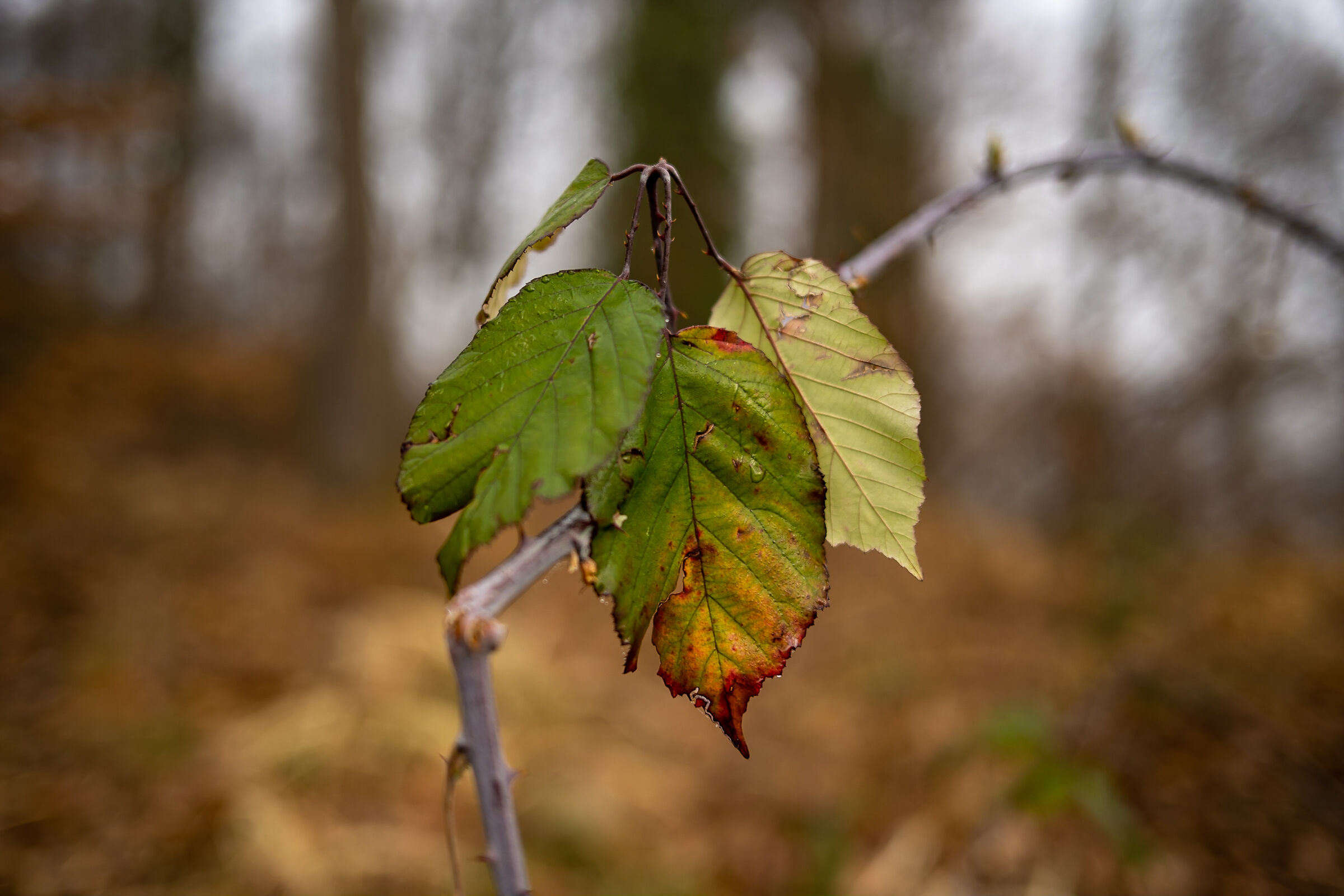 Geometria e colori col 40 mm