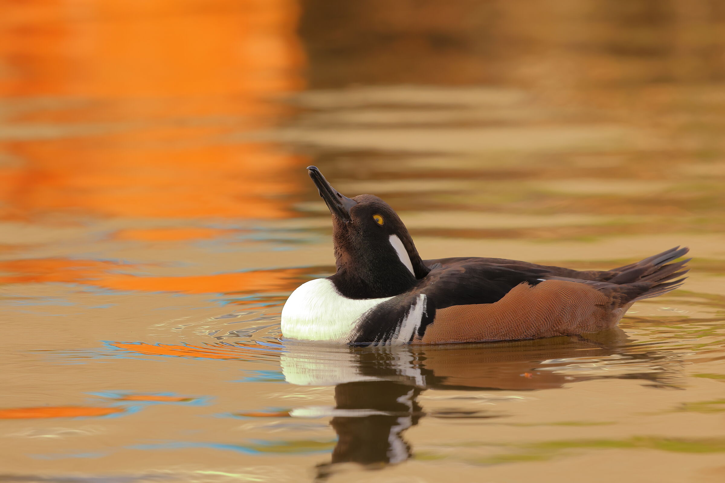 Merganser from the tuft