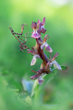 Anacamptis collina