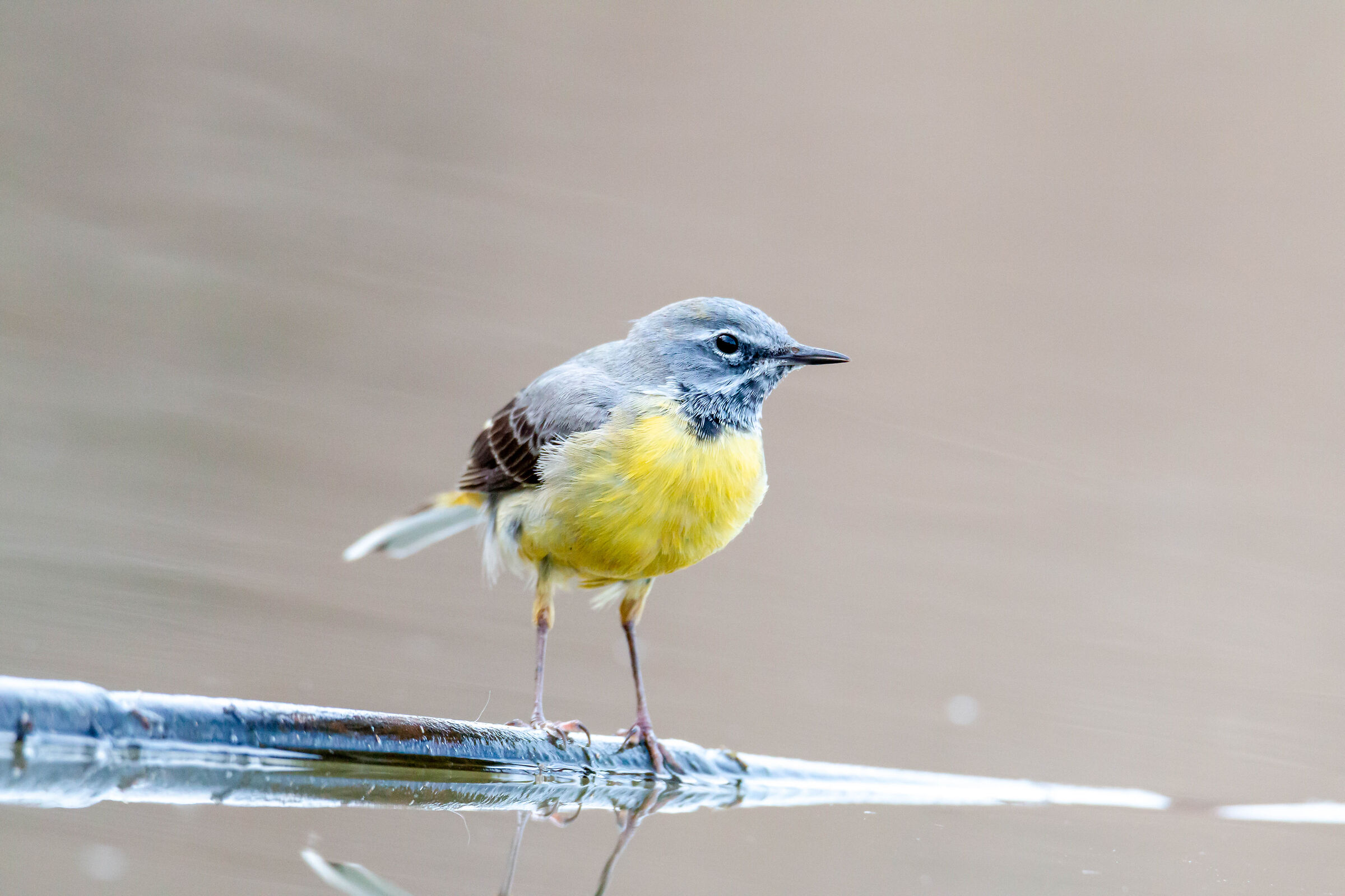 Grey wagtail