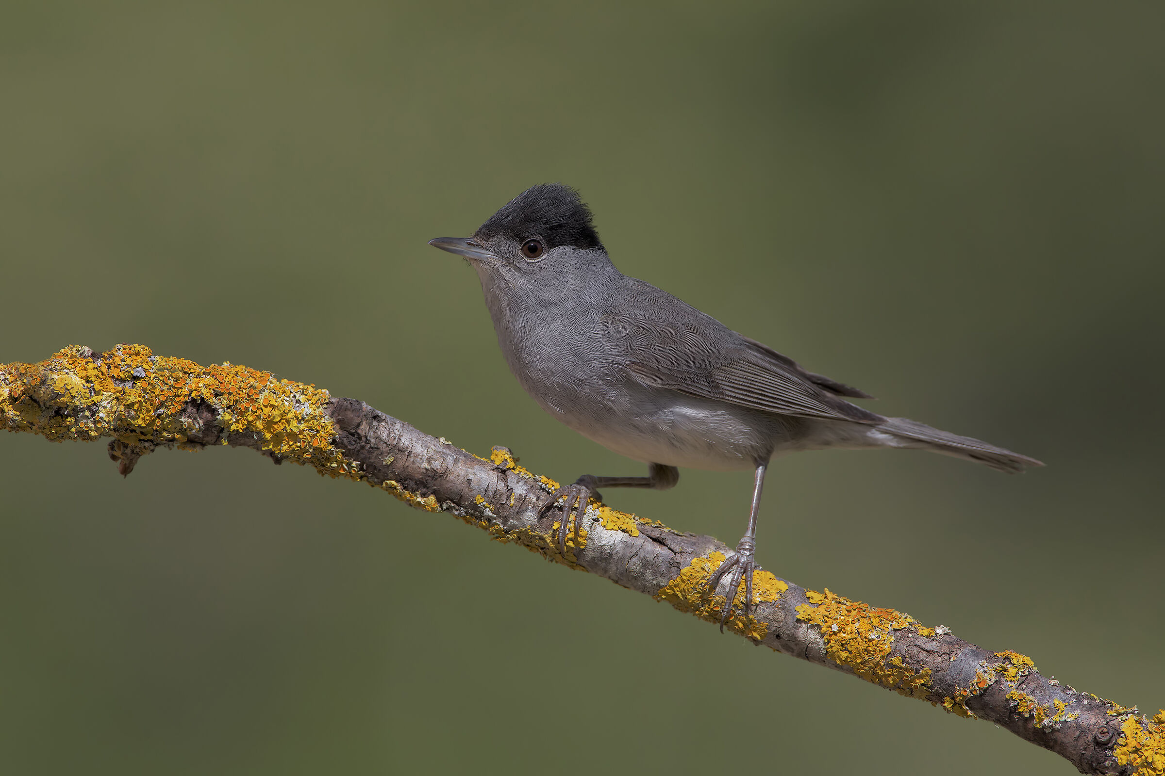Blackcap