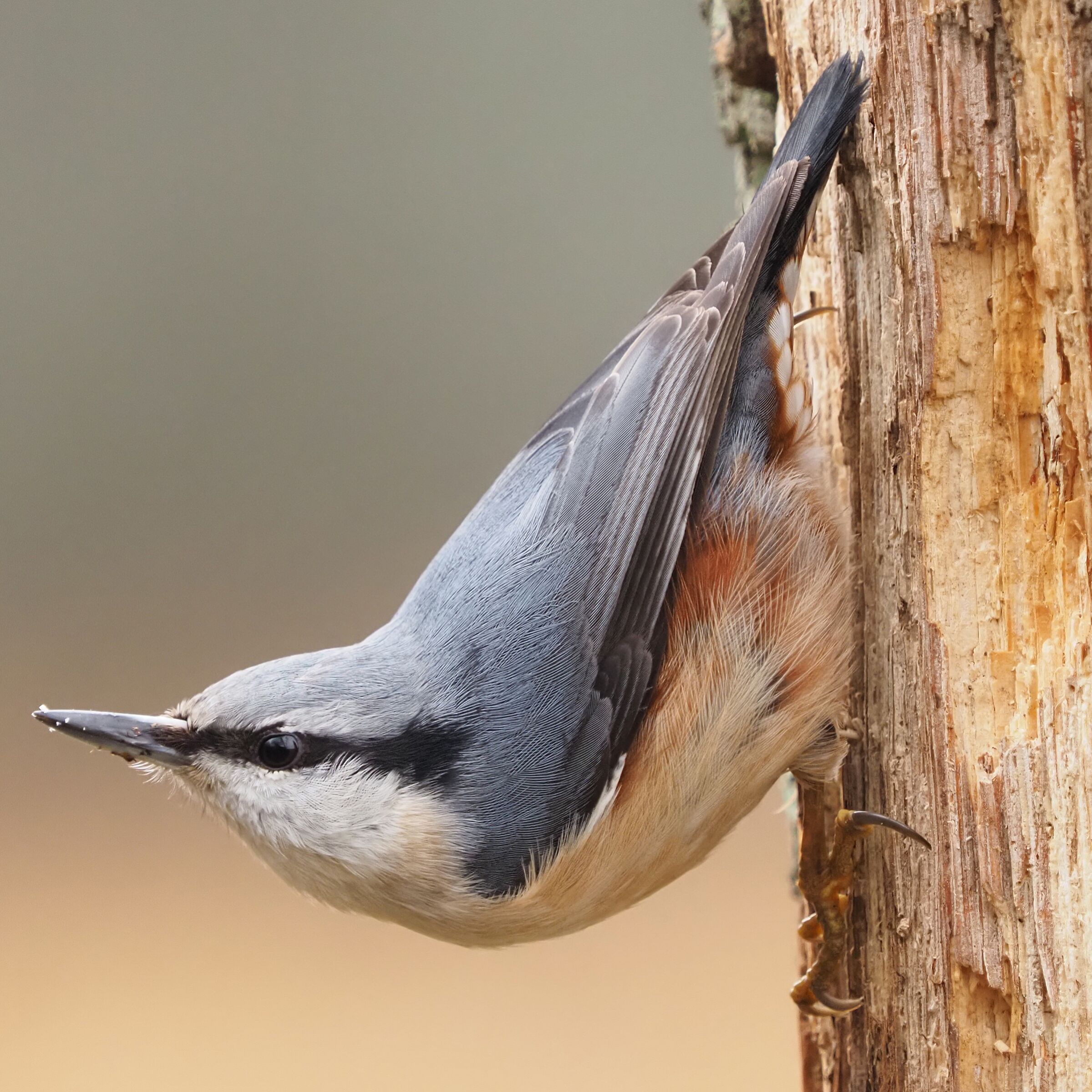 Scandinavian Nuthach