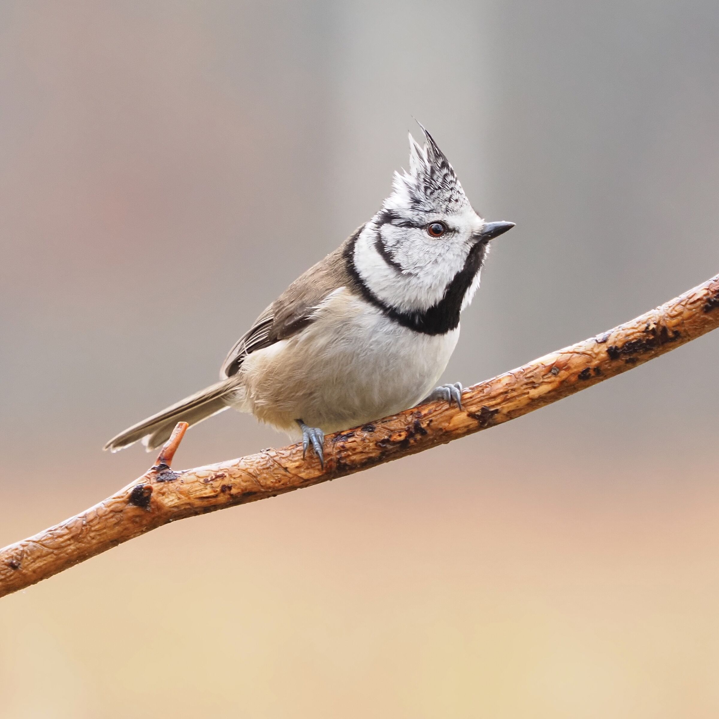 Crested Tit