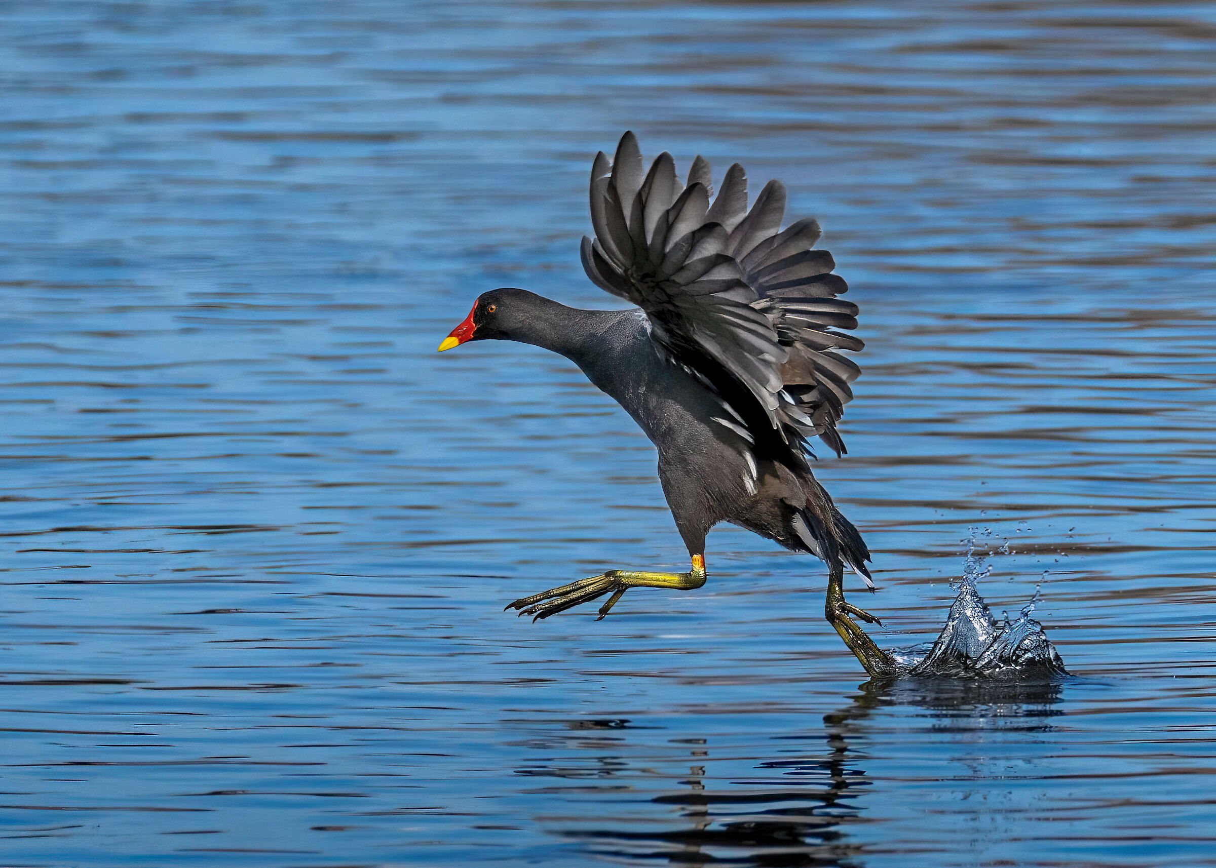 Moorhen - flight test :-))