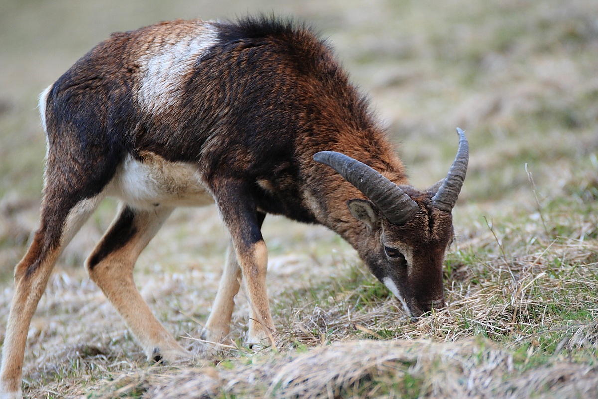 Giovane maschio di muflone