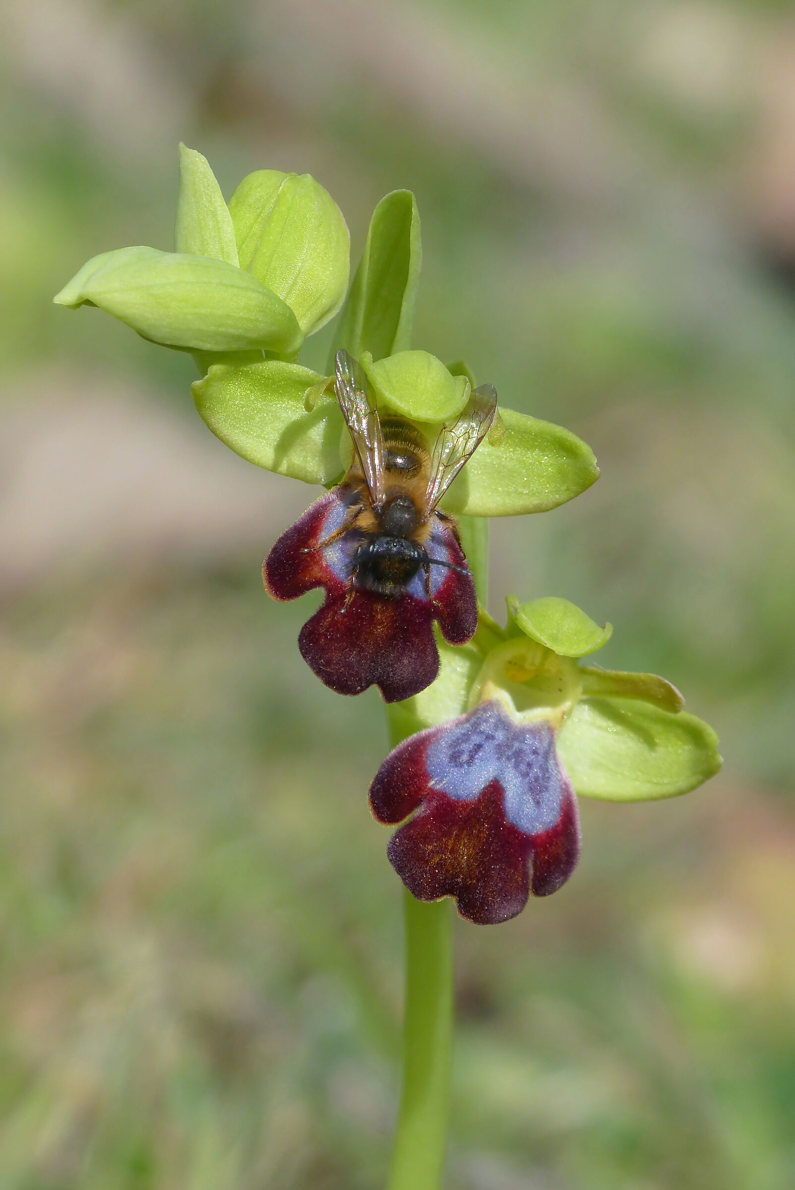 Ophrys lojaconoi with Andrena nigroaenea