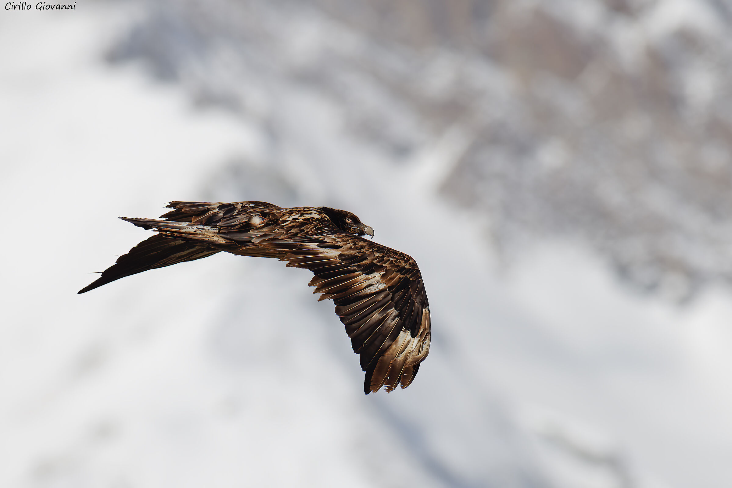 bearded vulture