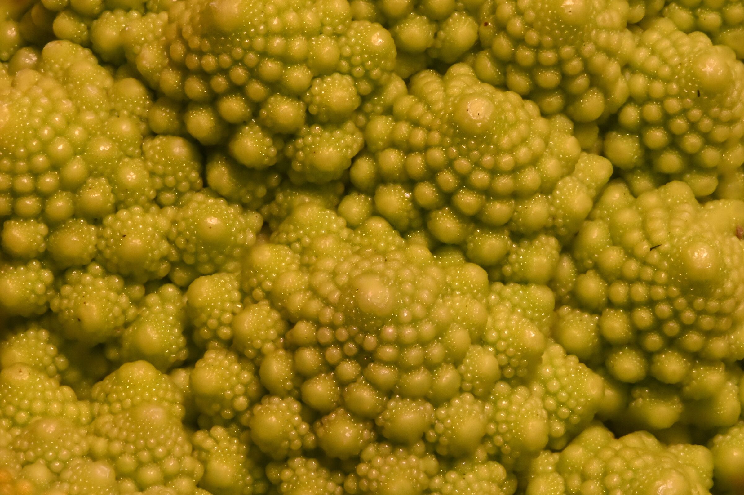 Macro cavolo romano