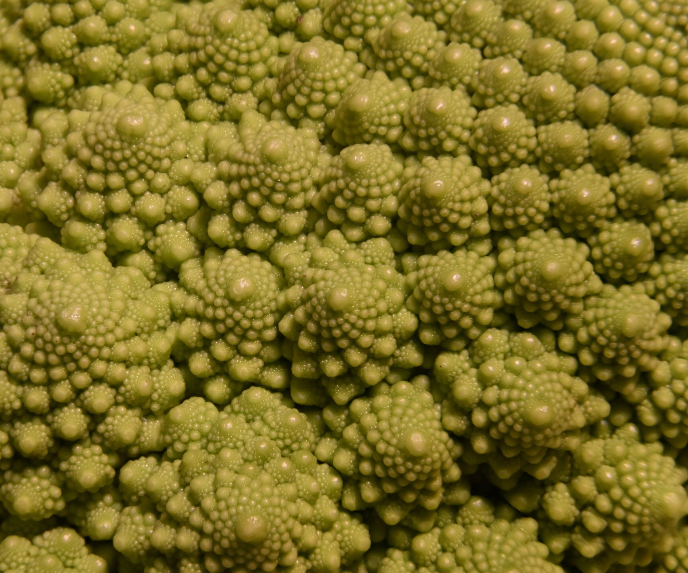 Macro cavolo romano
