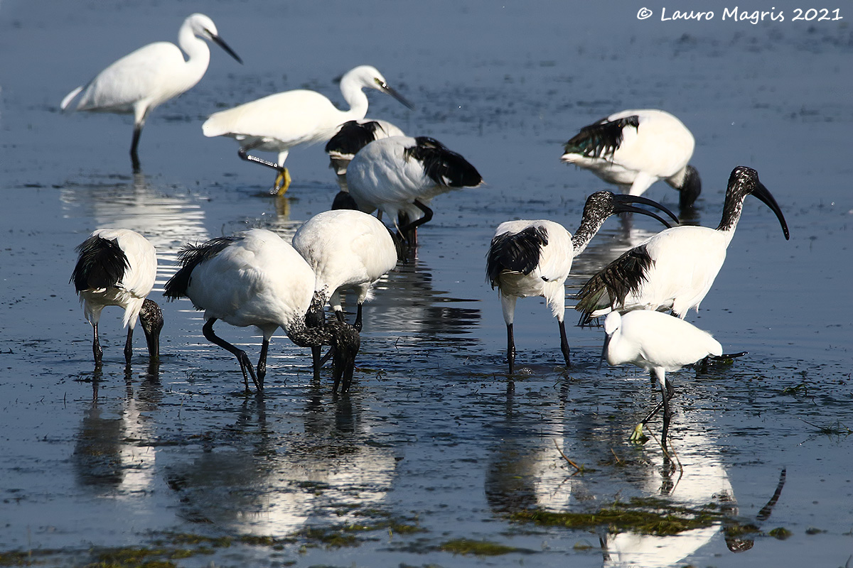 Bianchi e neri nel blu