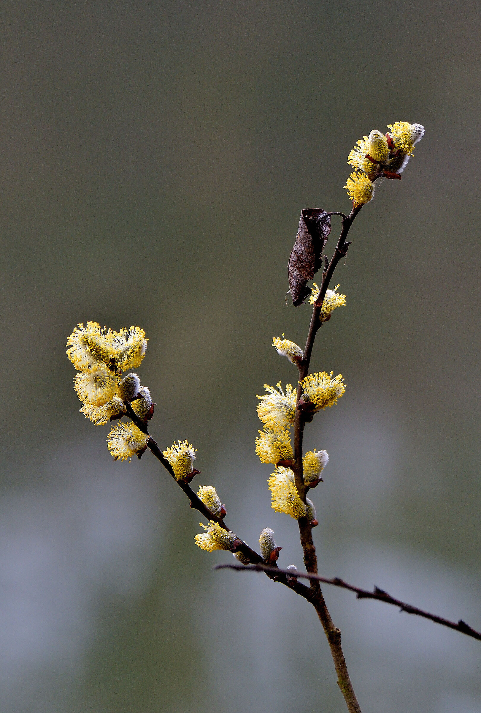 first flowers in the Groane park