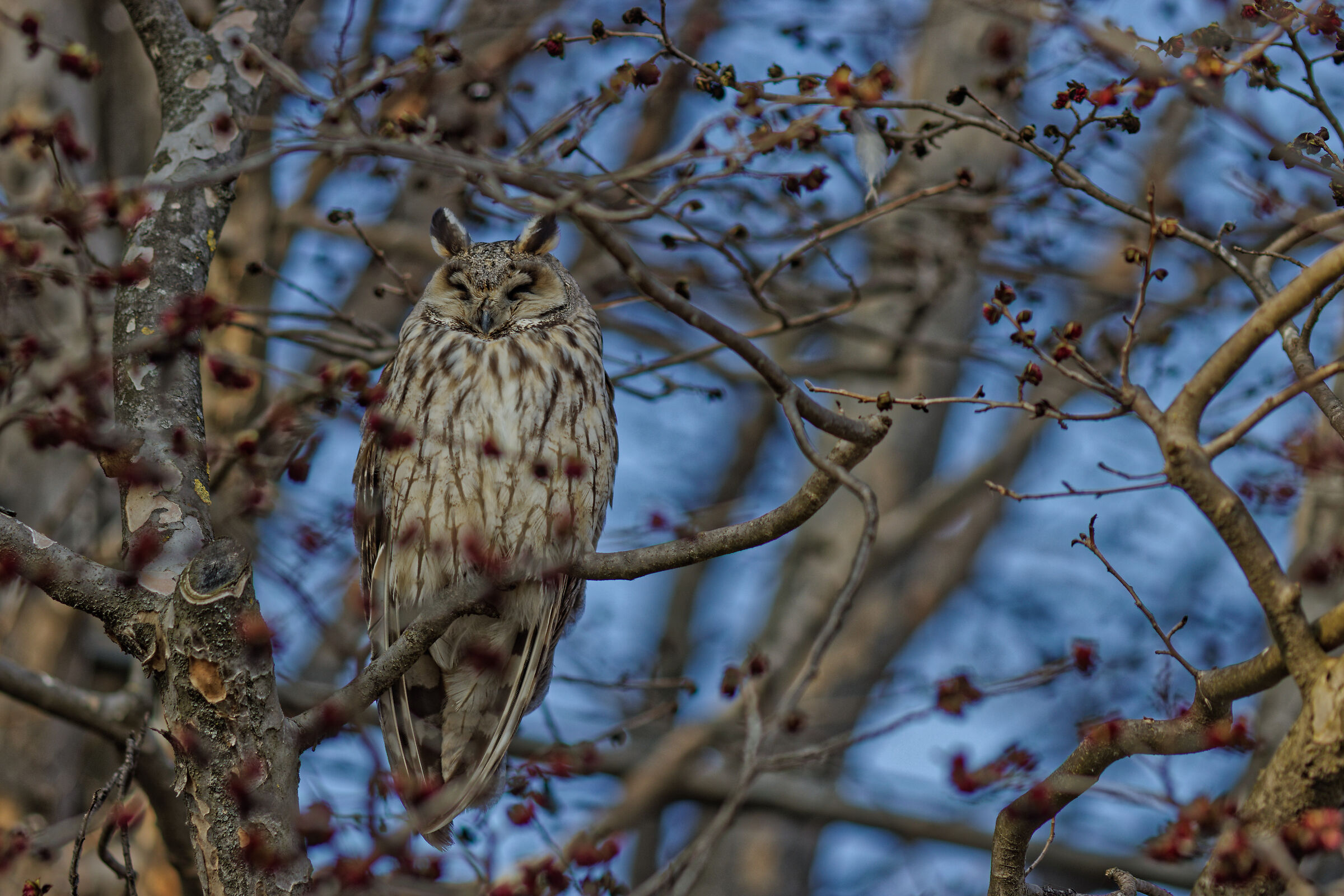 The owl tree