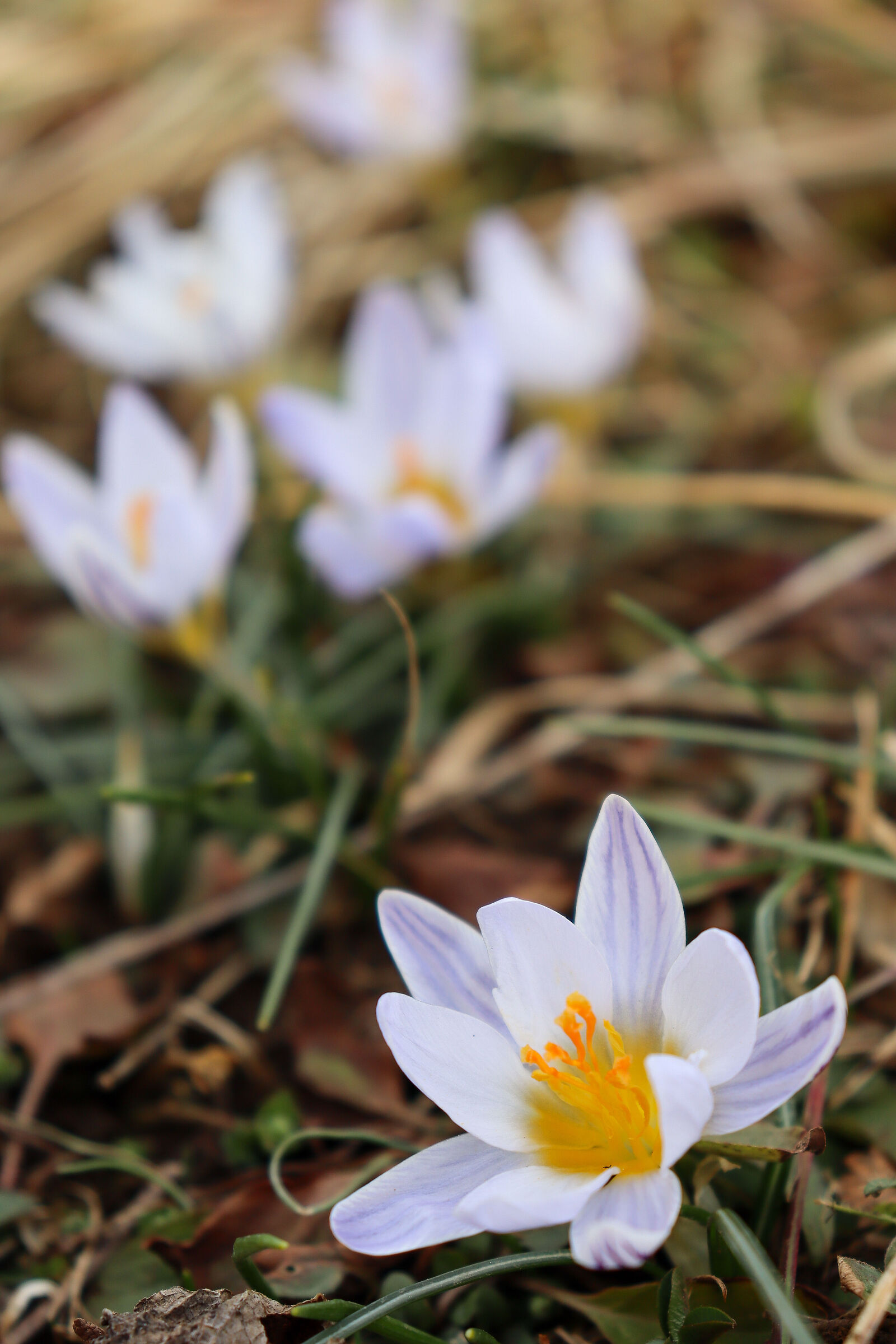 Crocus