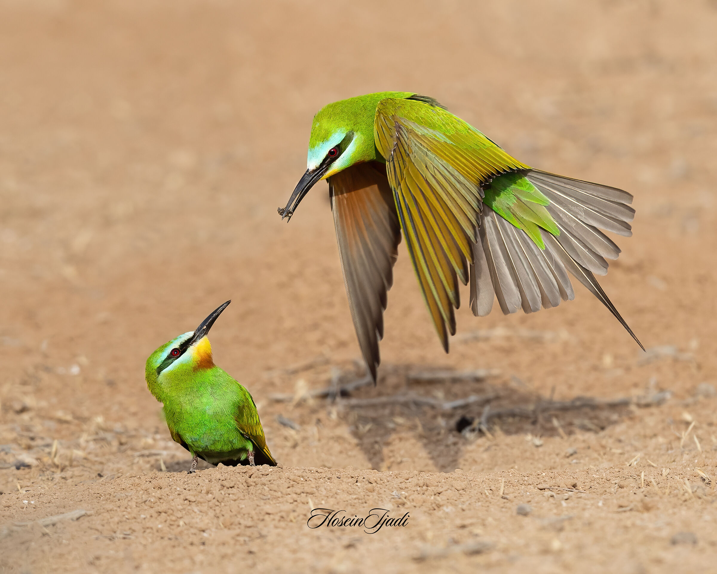 Blue cheeked bee eater