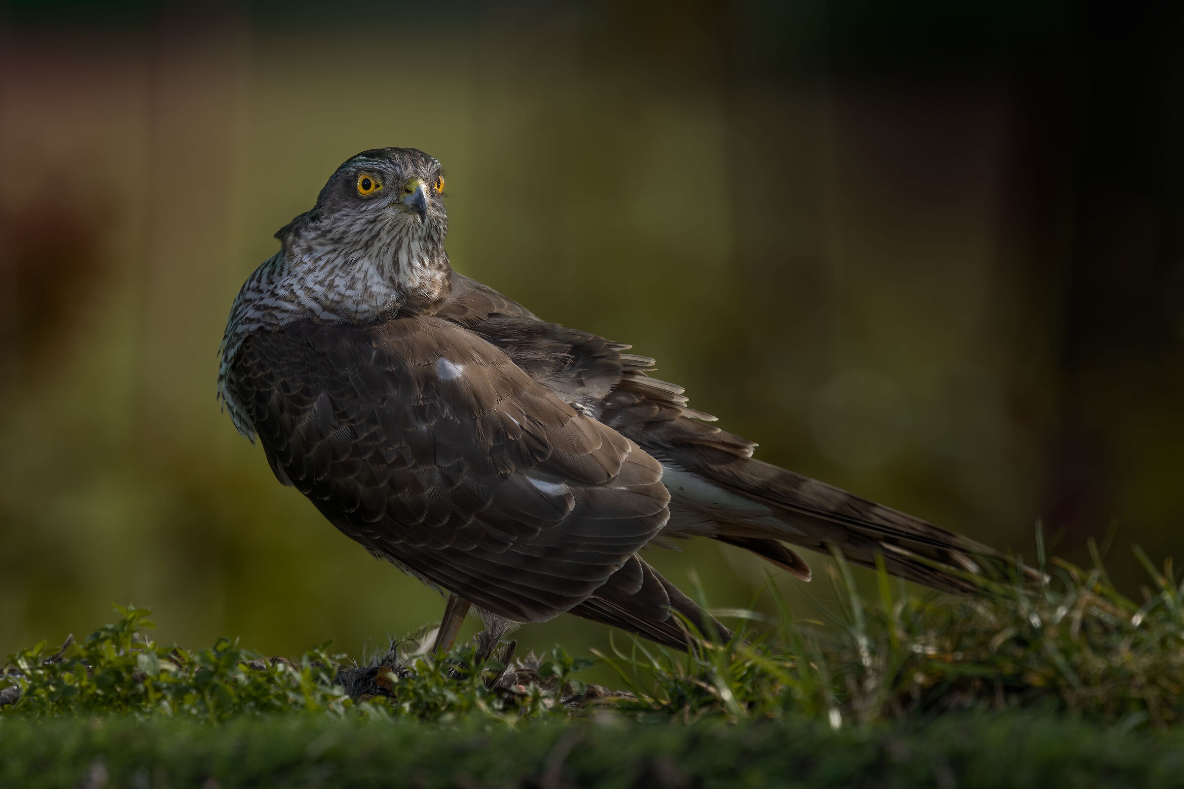 killer into the dark