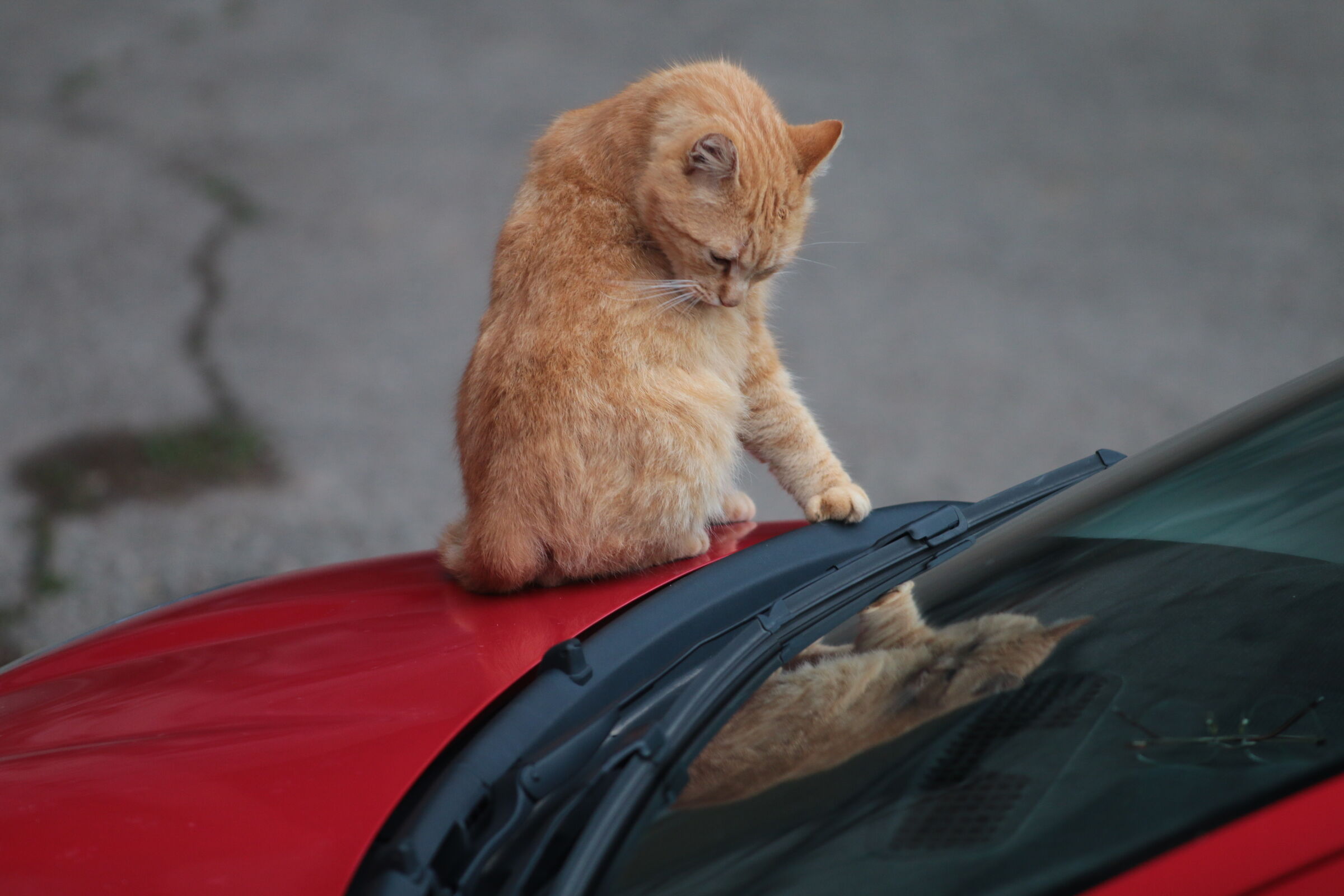 Mi sto facendo Bello