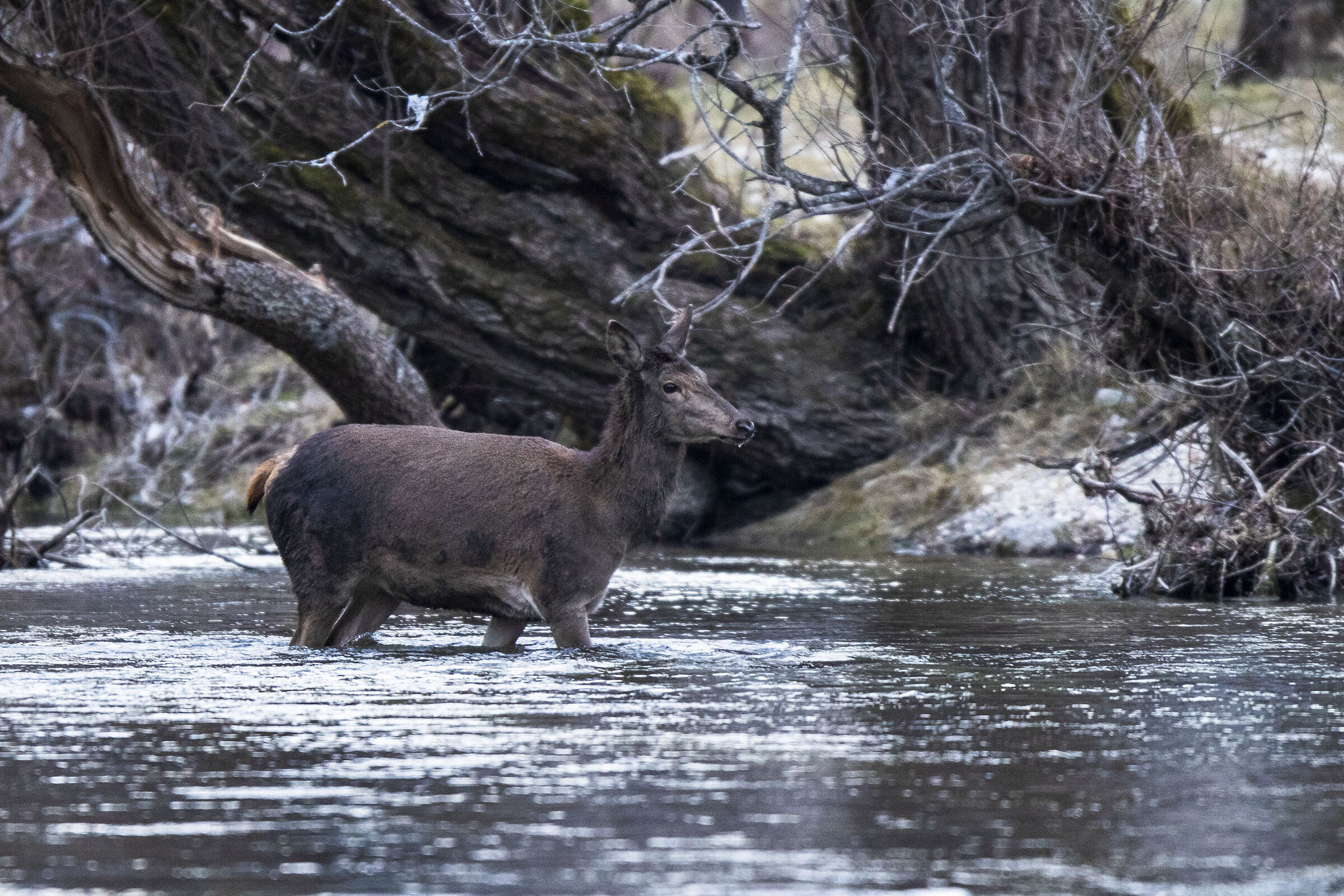 Guado del fiume Sangro