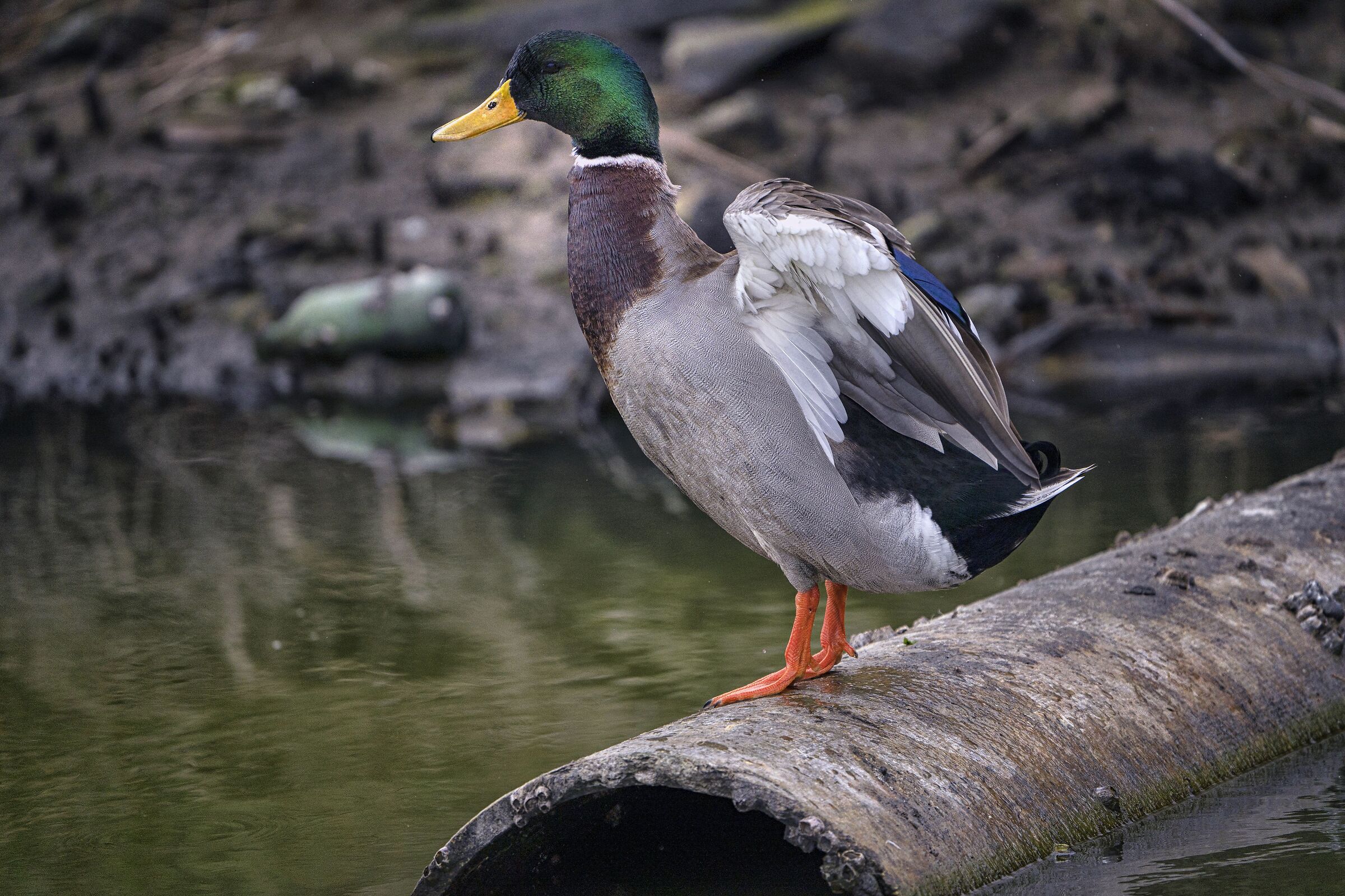 Mallard - WWF Oasis Orbetello Lagoon