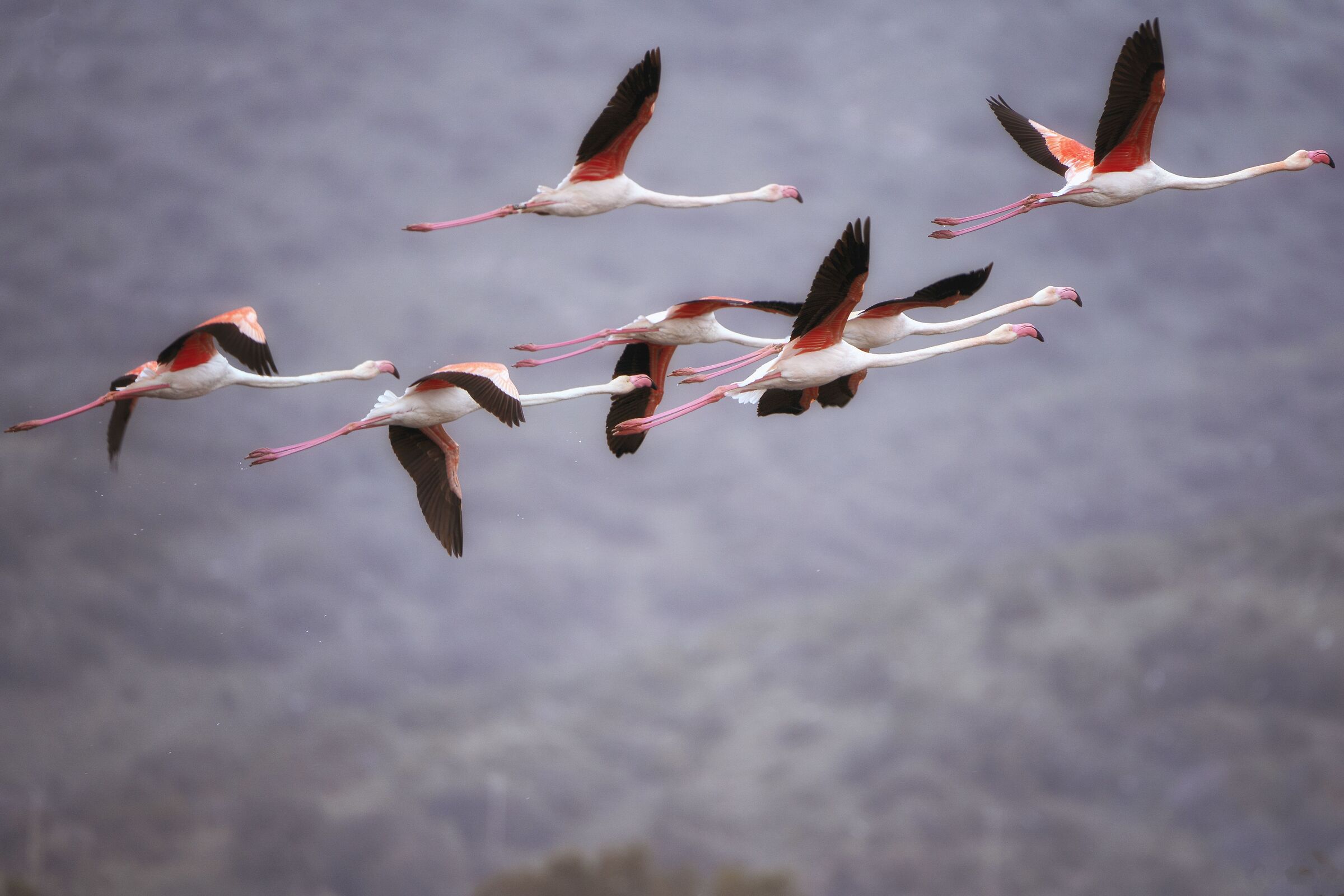 Pink Flamingos - WWF Oasis Orbetello Lagoon