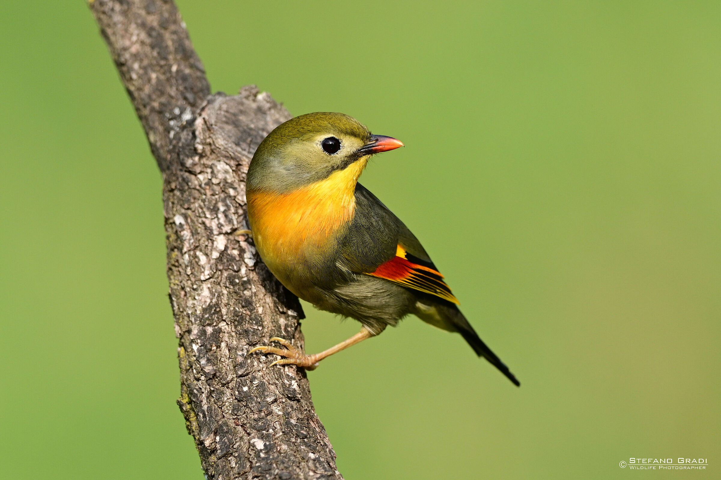 Nightingale of Japan