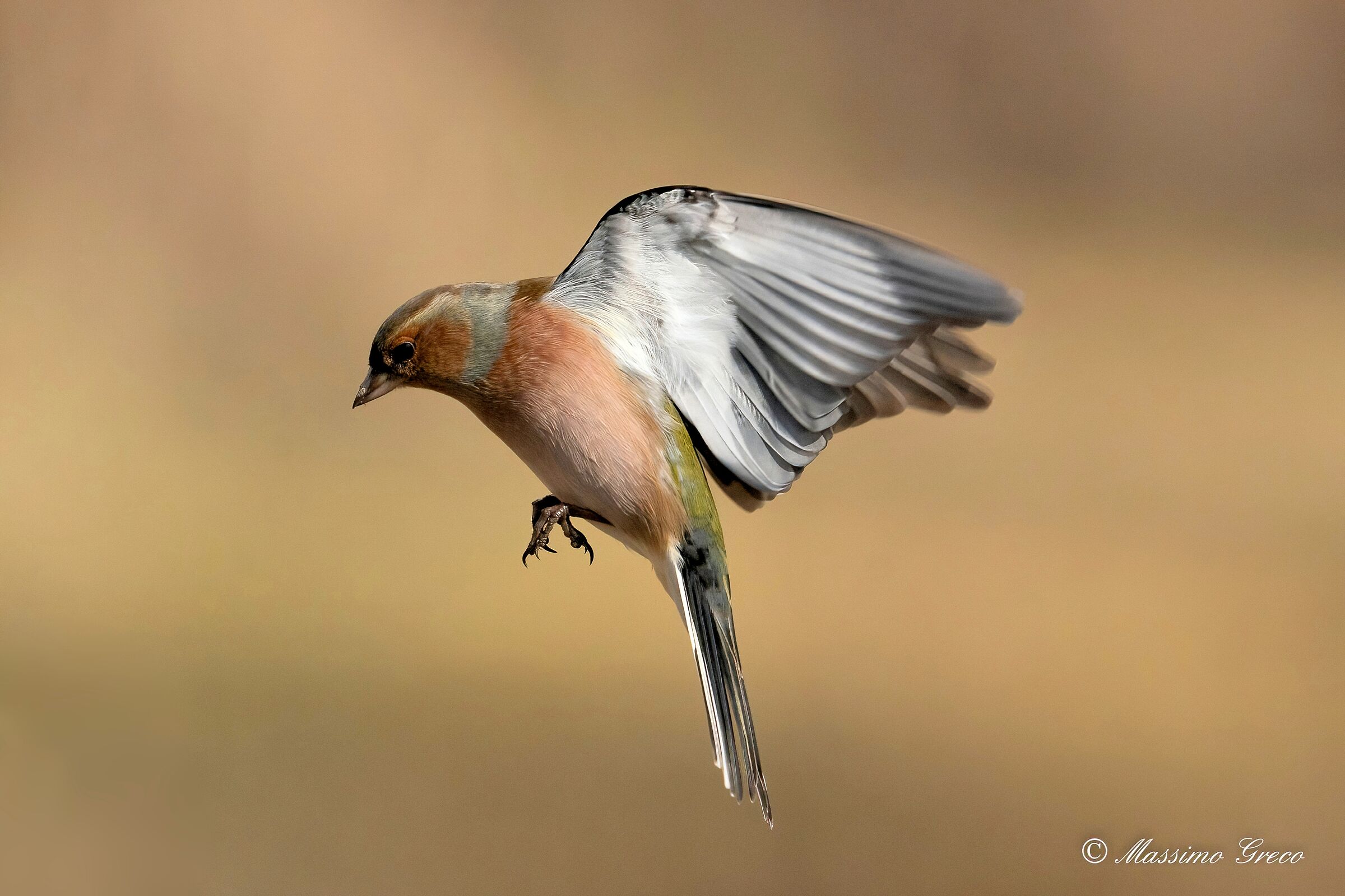Chaffinch